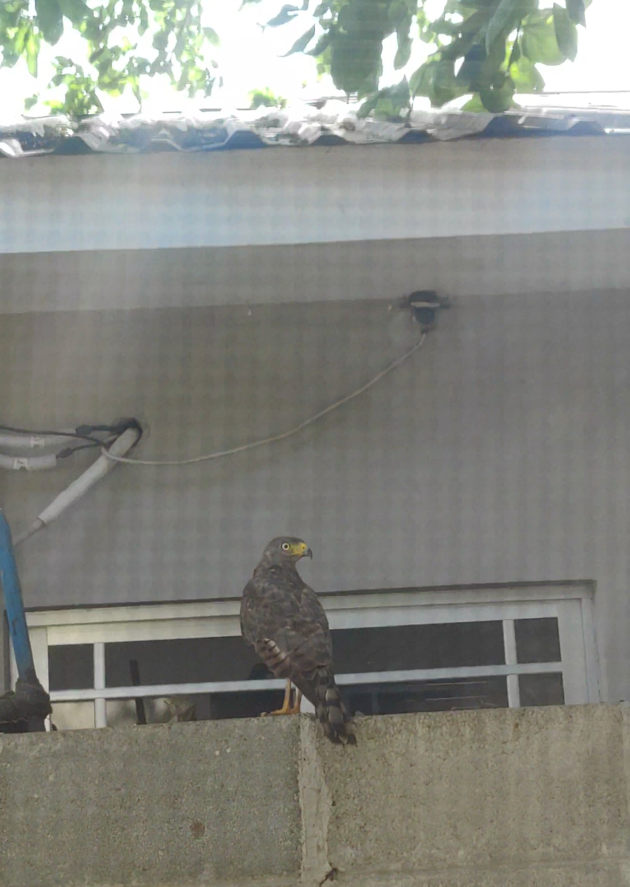 最近認識された鳥の写真