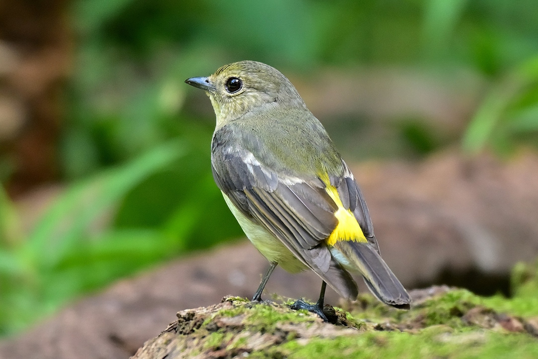 最近認識された鳥の写真
