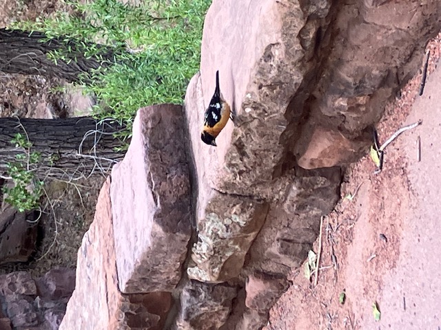 最近認識された鳥の写真
