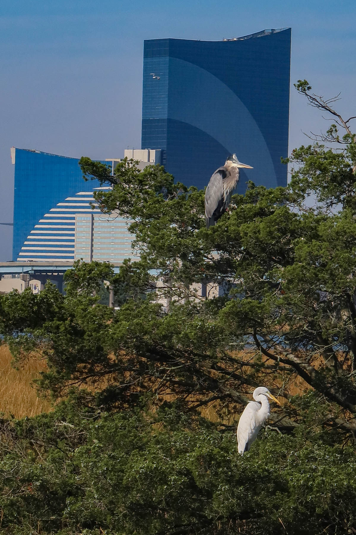 Great Blue Heron