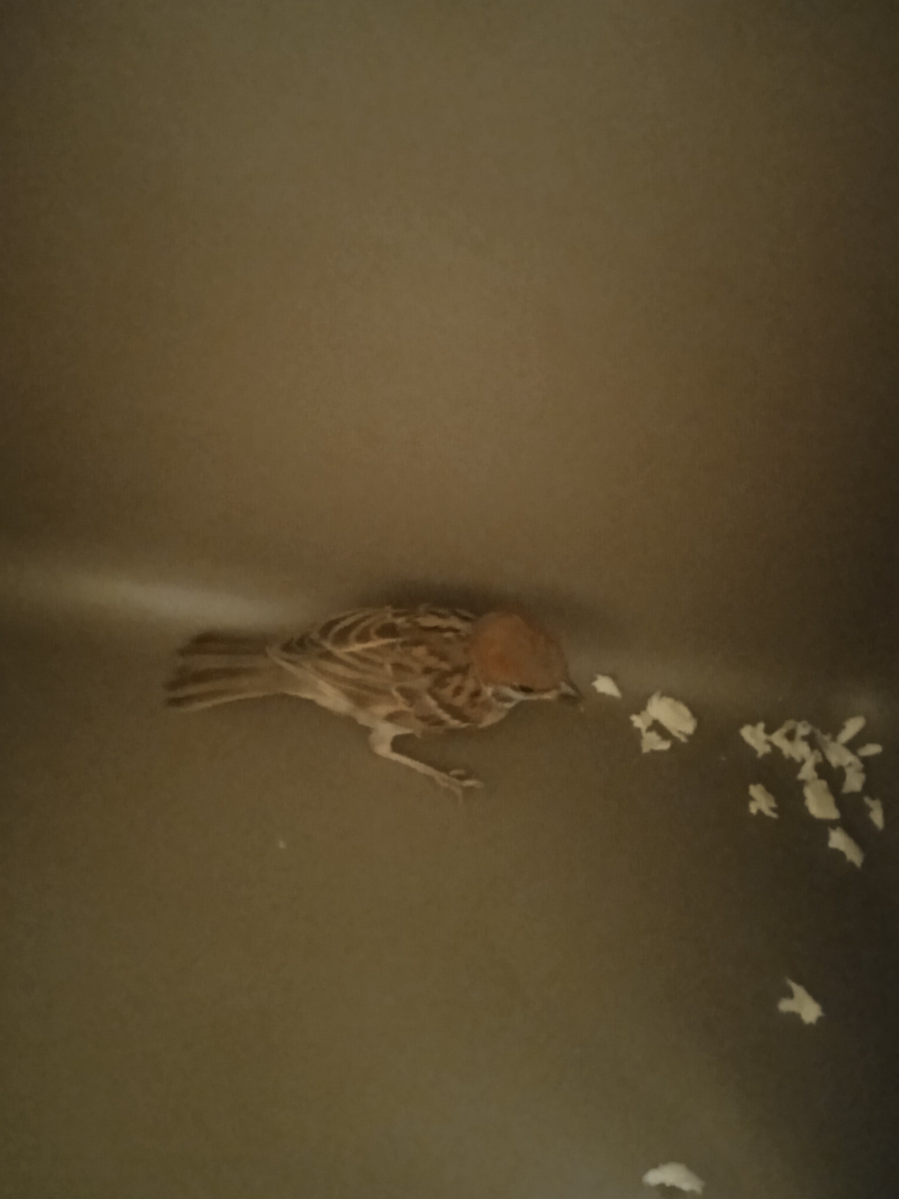 最近認識された鳥の写真