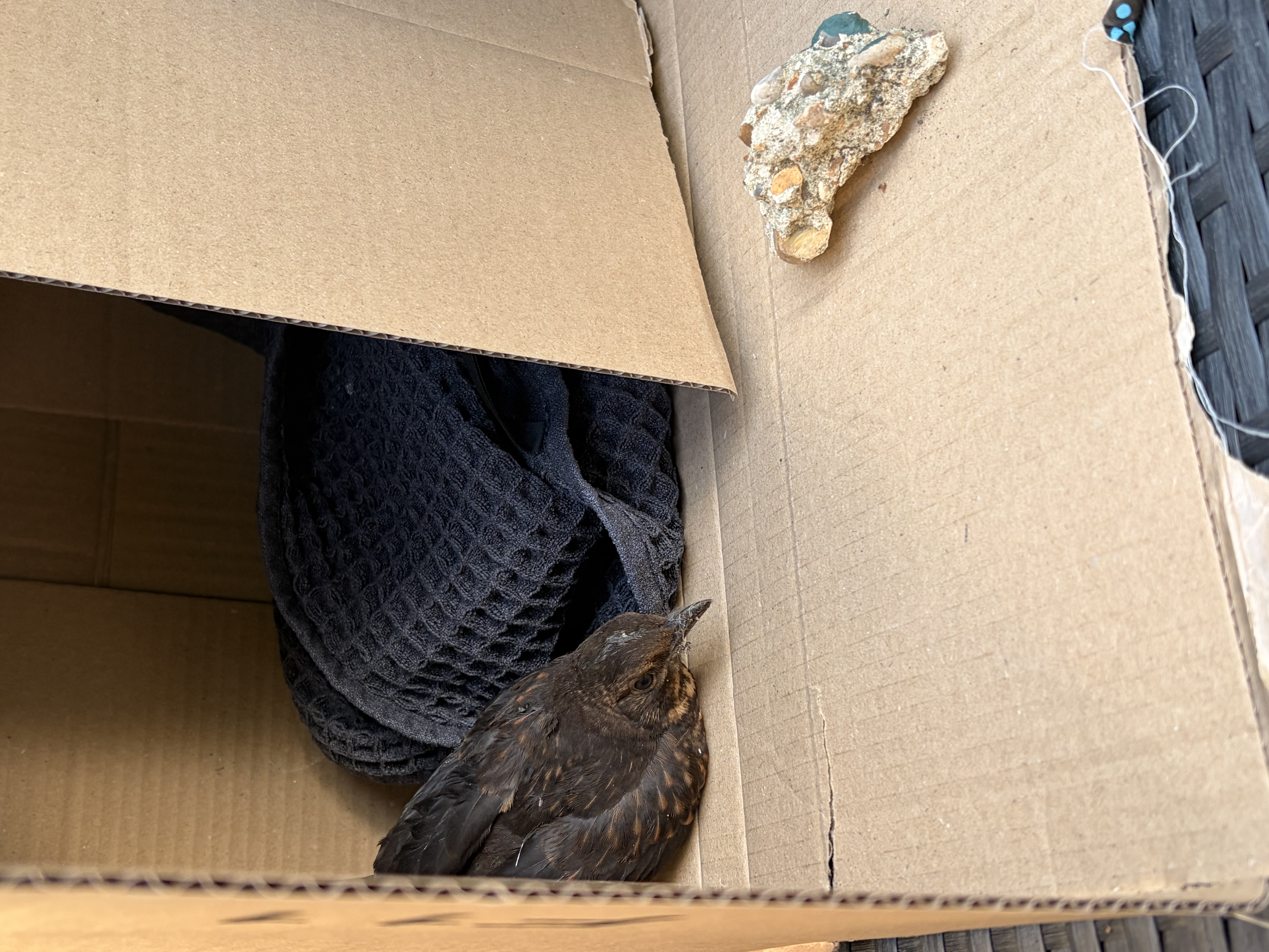 Recent bird photo