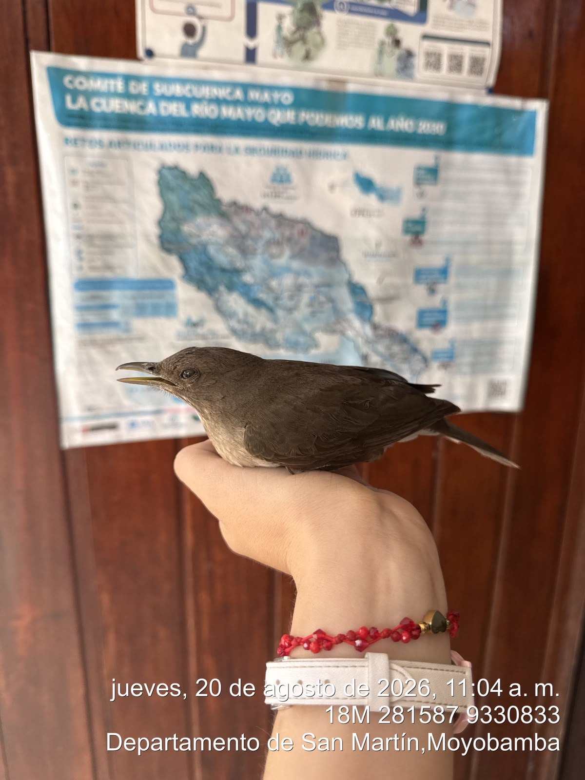 Recent bird photo