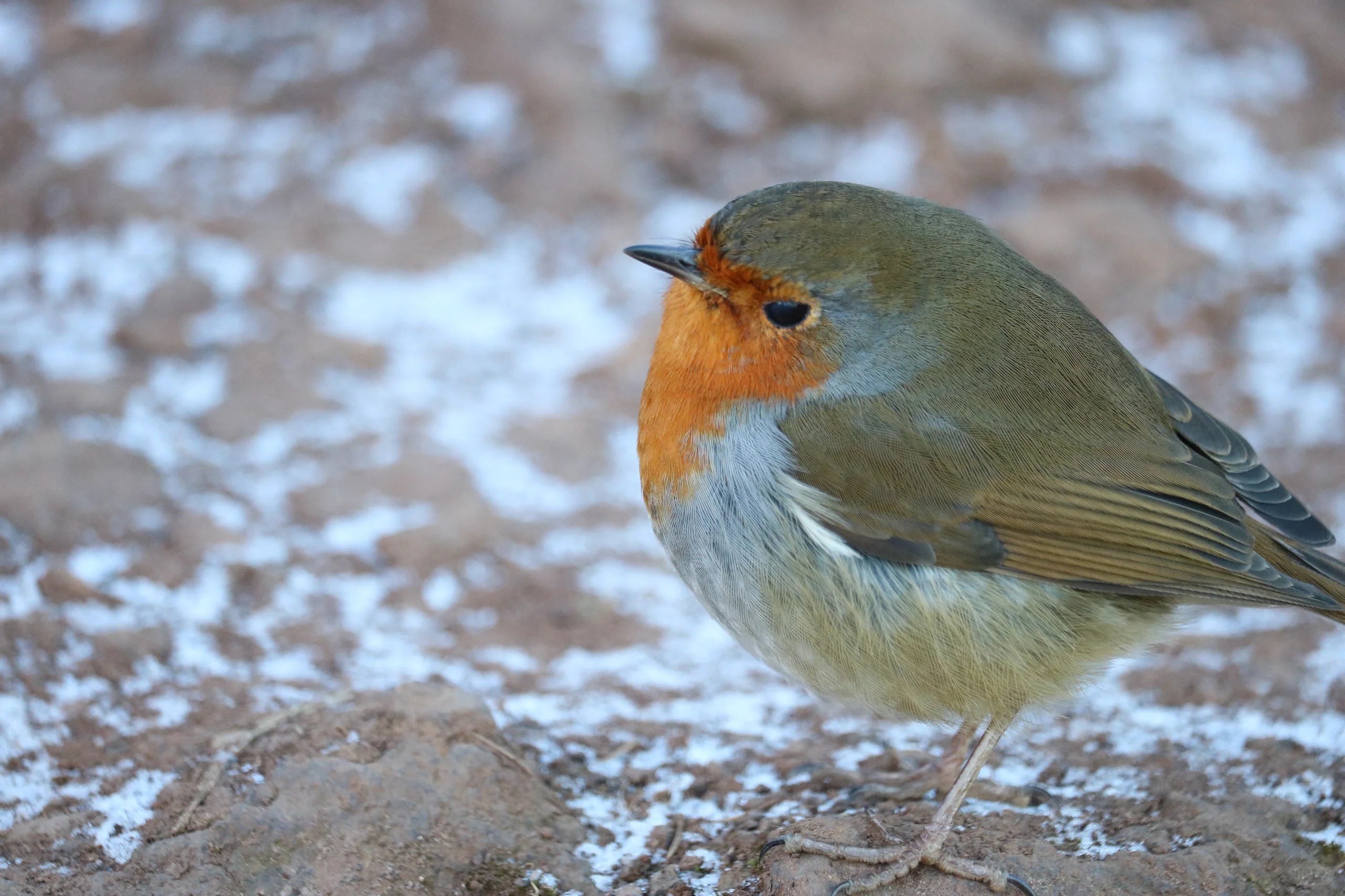 最近認識された鳥の写真