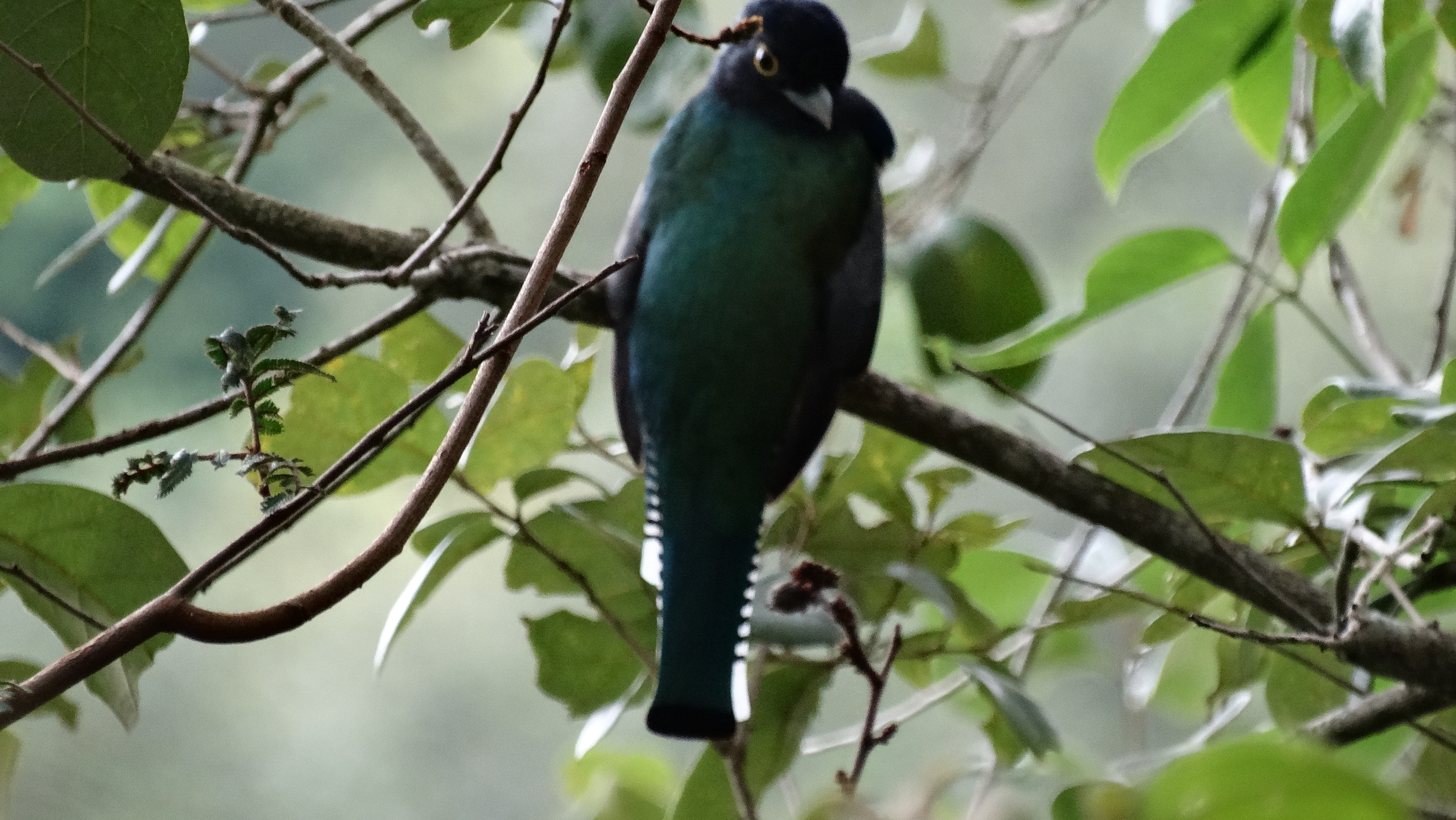 最近認識された鳥の写真
