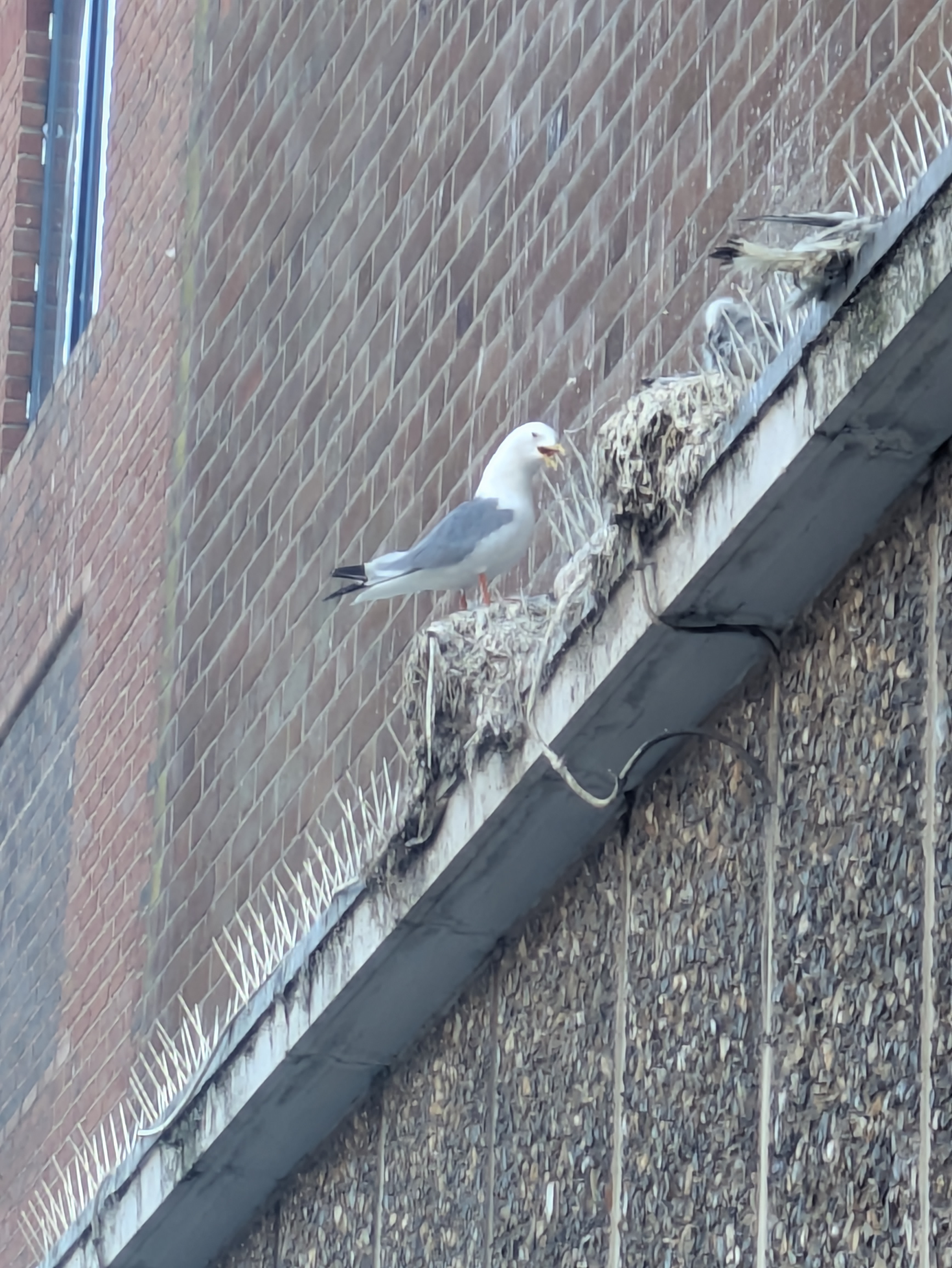 最近認識された鳥の写真