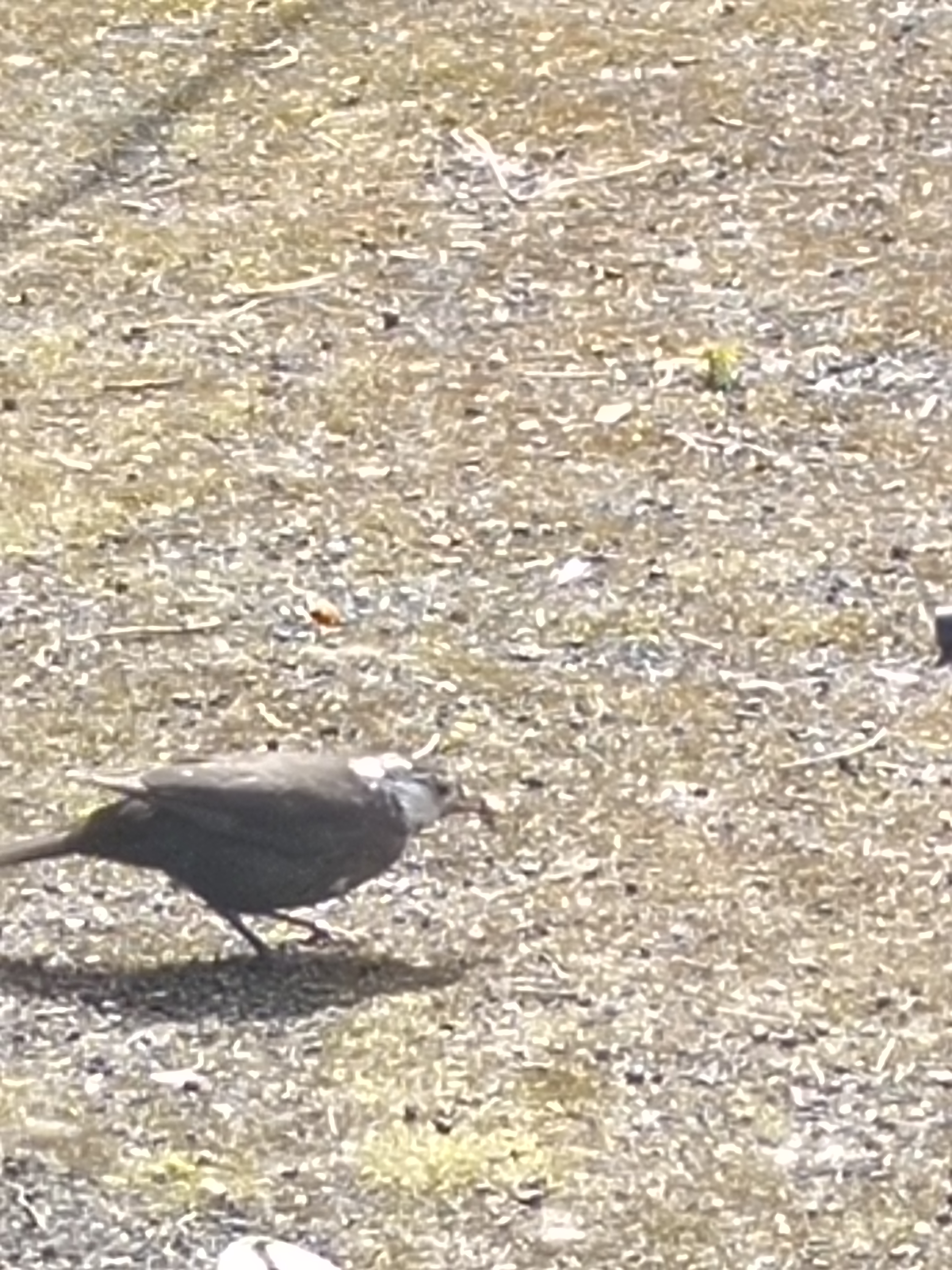 最近認識された鳥の写真