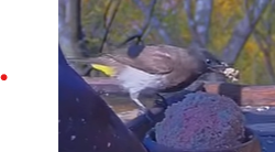 Recent bird photo