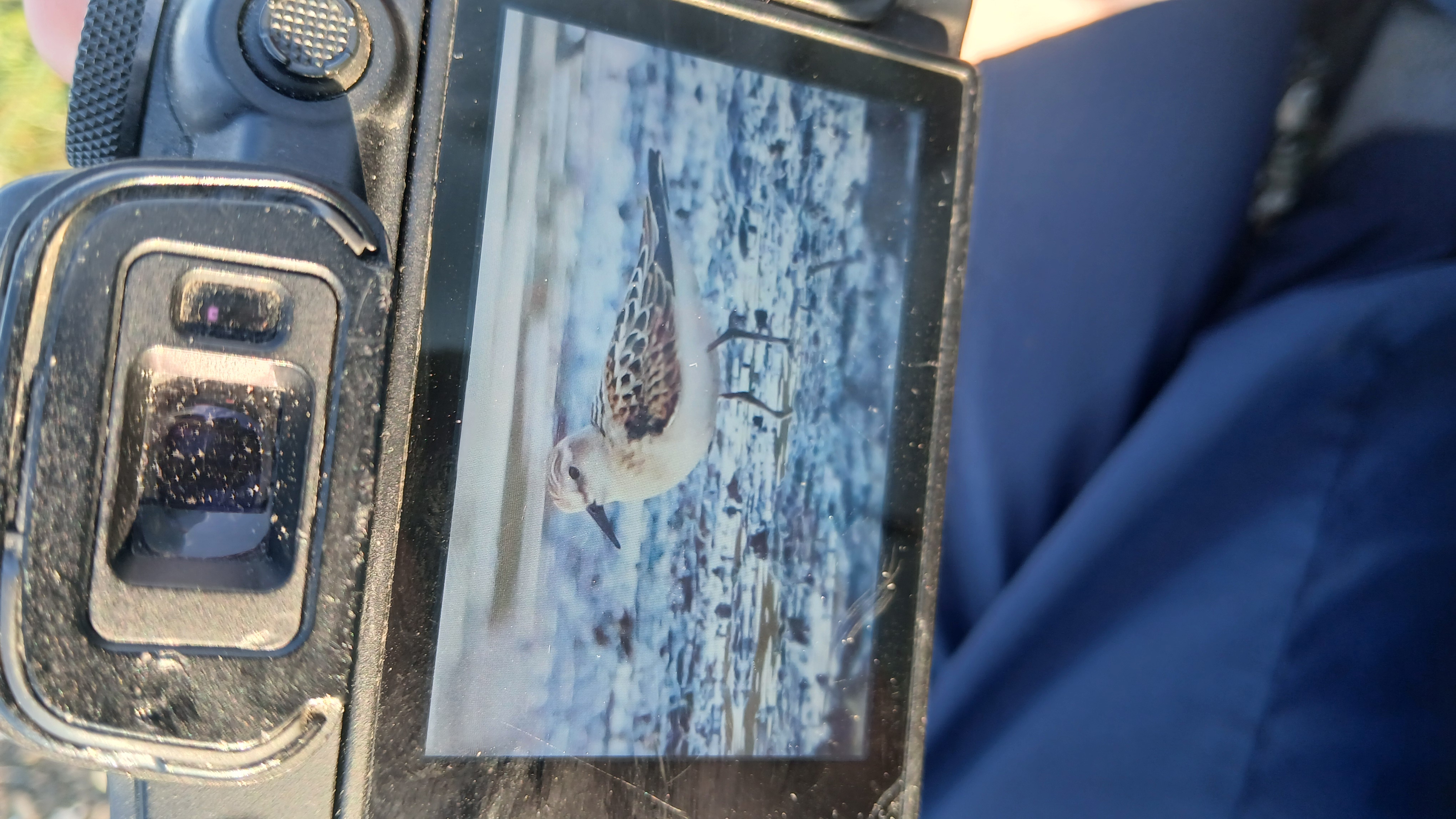 Recent bird photo