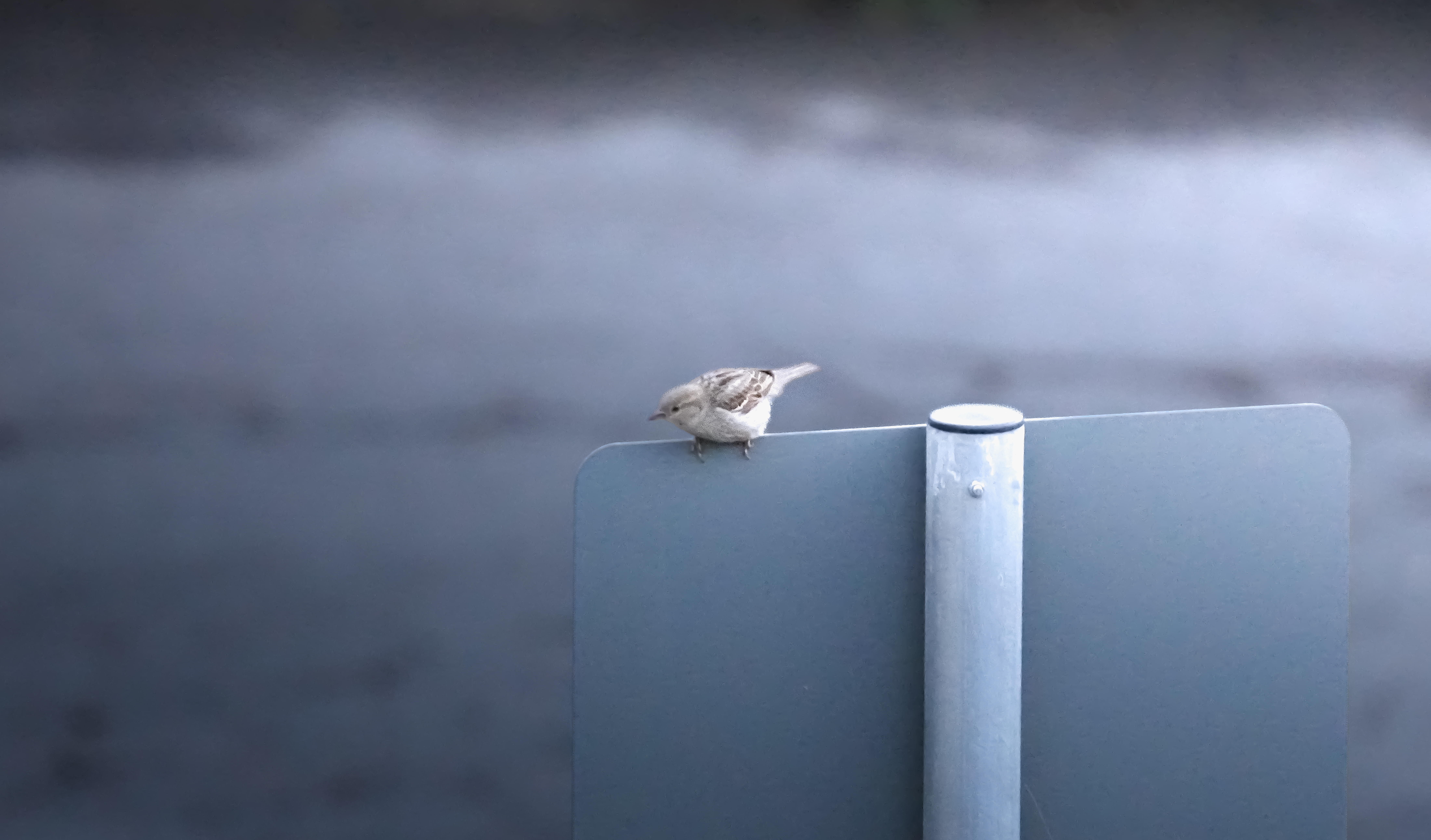 最近認識された鳥の写真