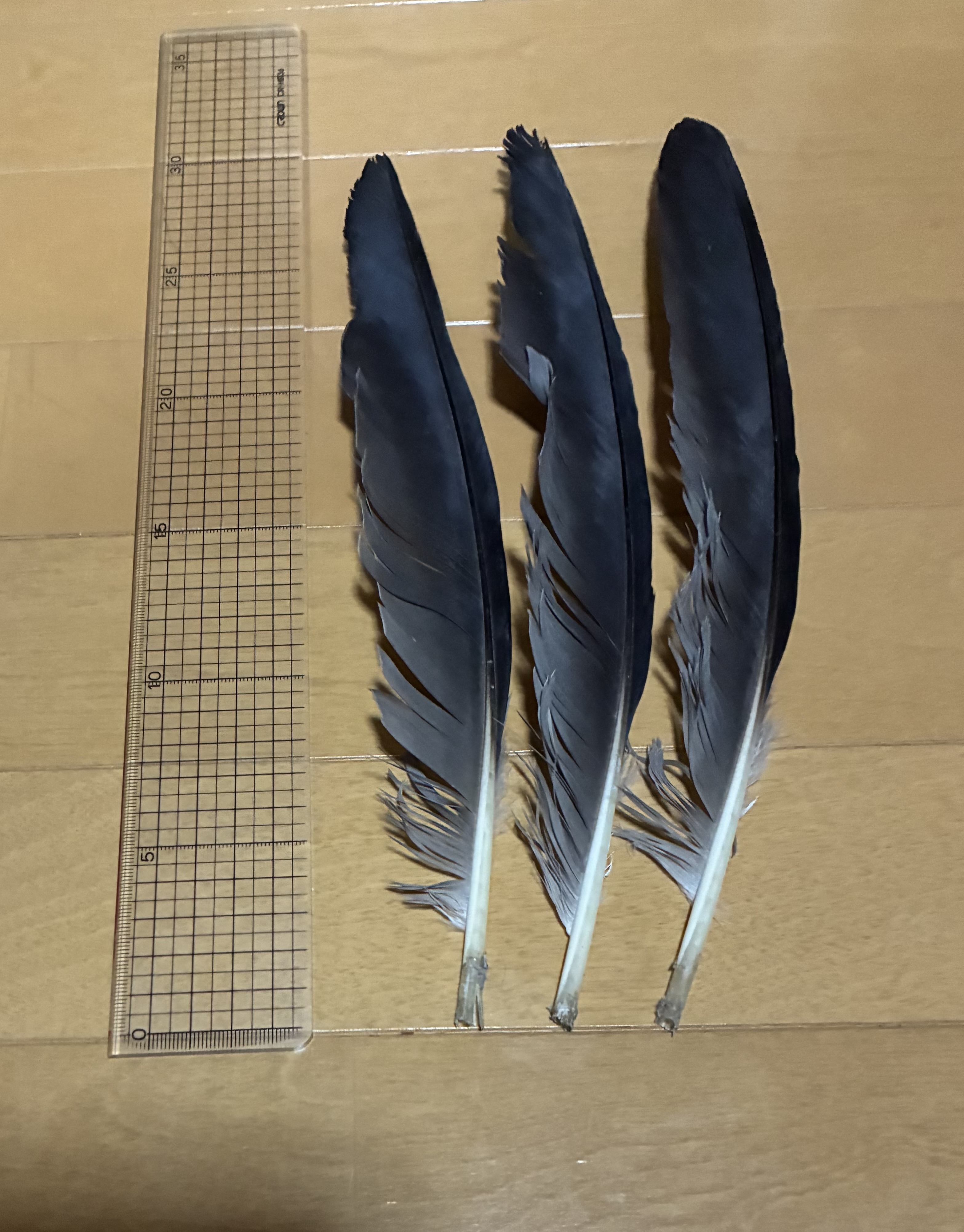 Bird Type