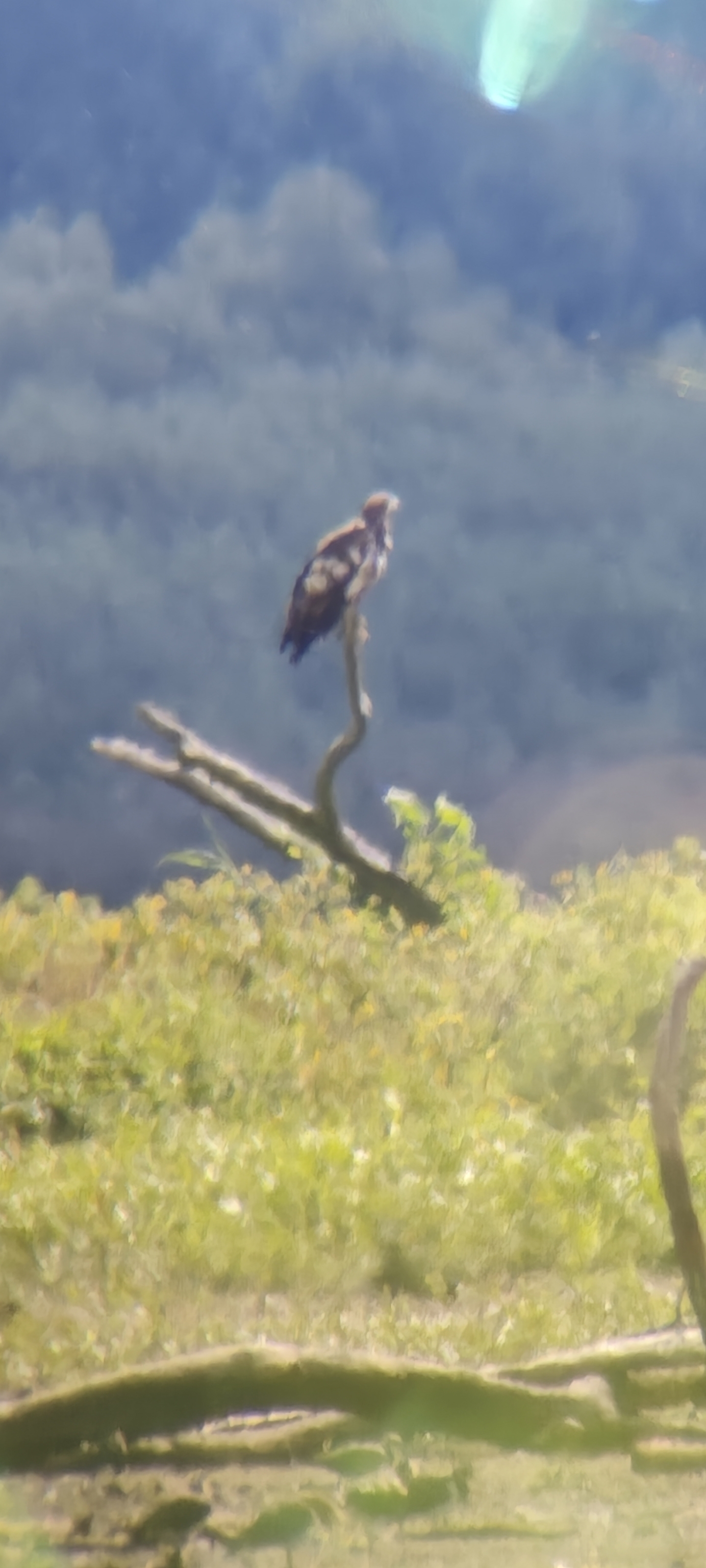 Recent bird photo
