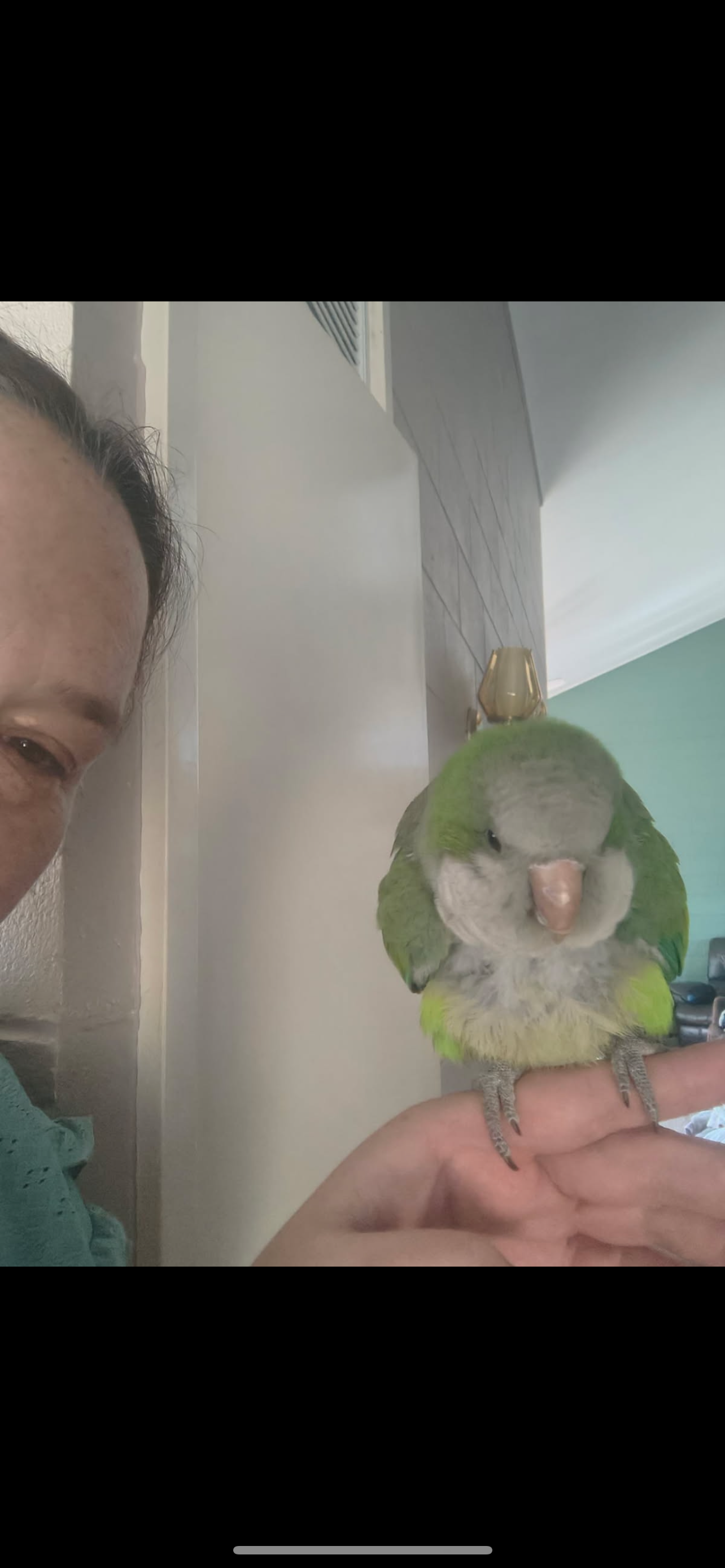 Monk Parakeet