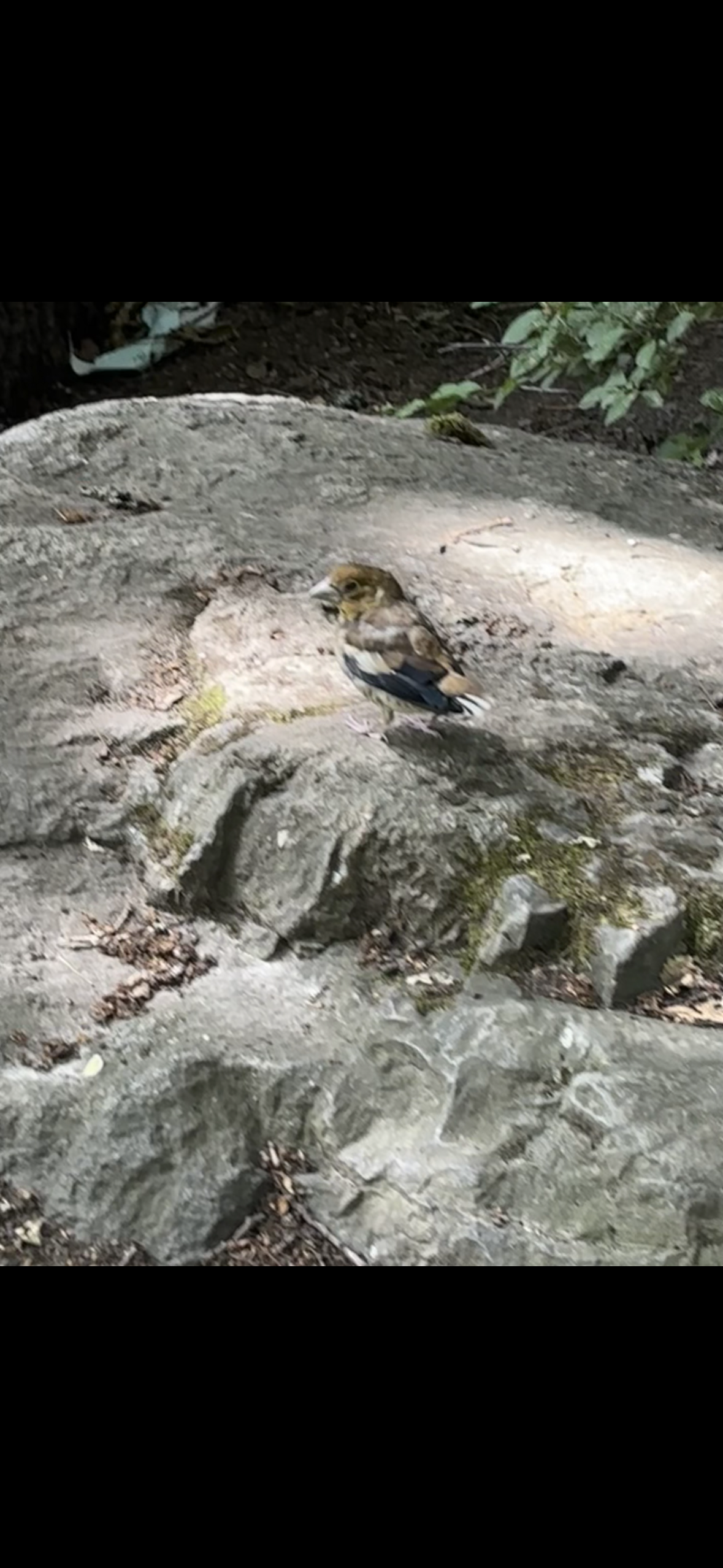 最近認識された鳥の写真