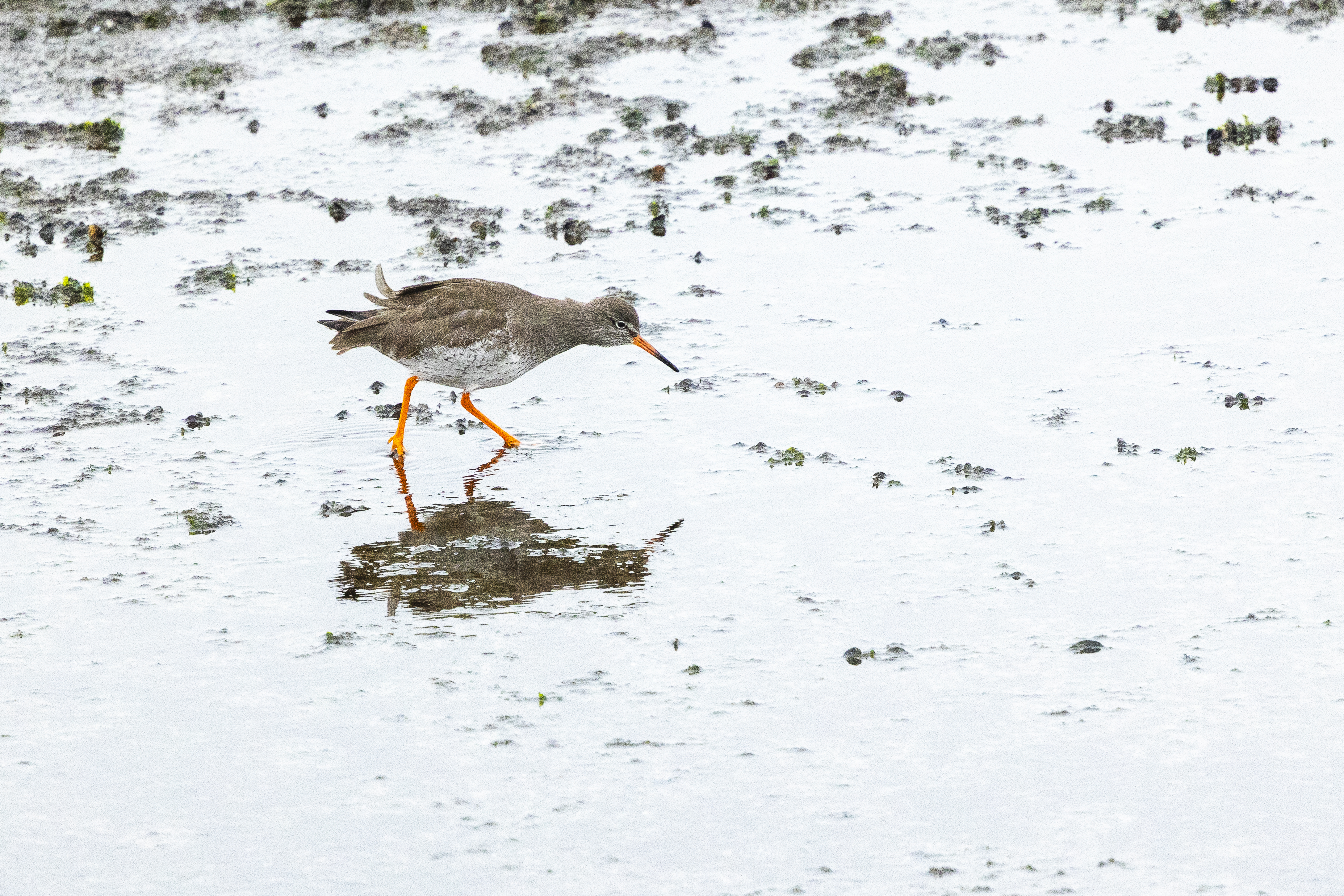 最近認識された鳥の写真