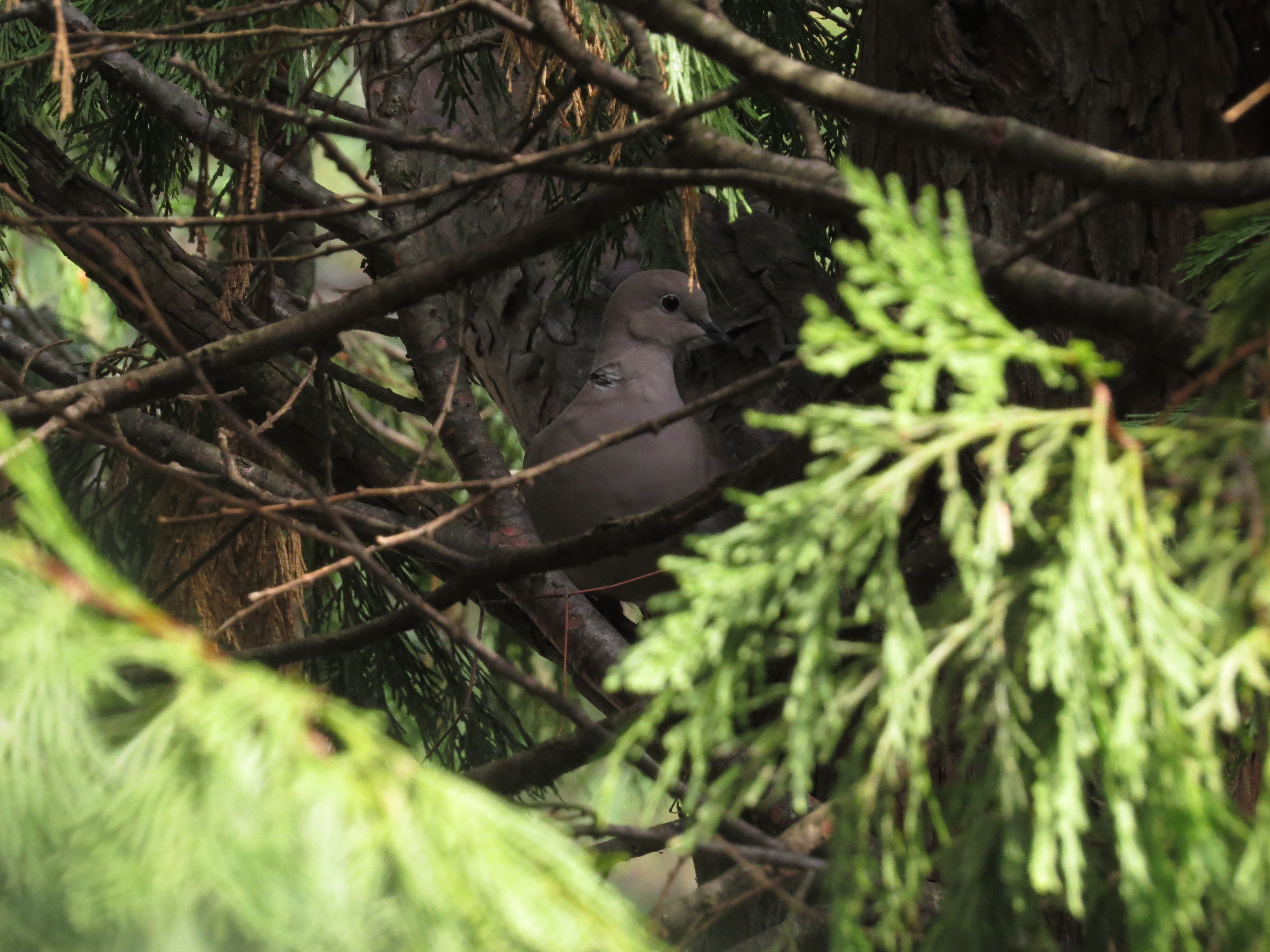 Recent bird photo