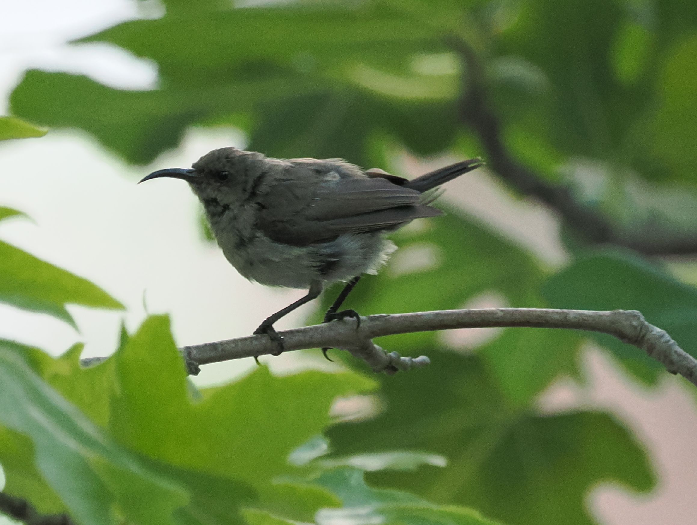 White-eared Hummingbird