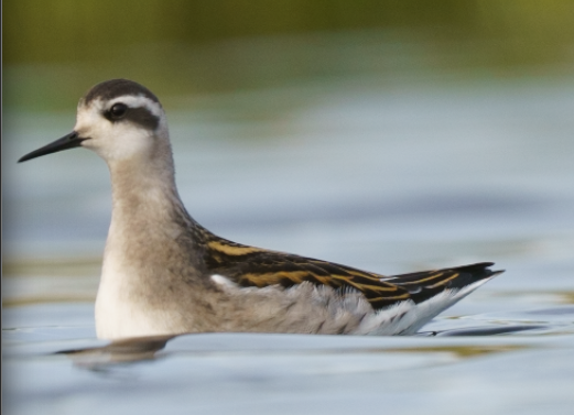 Recent bird photo