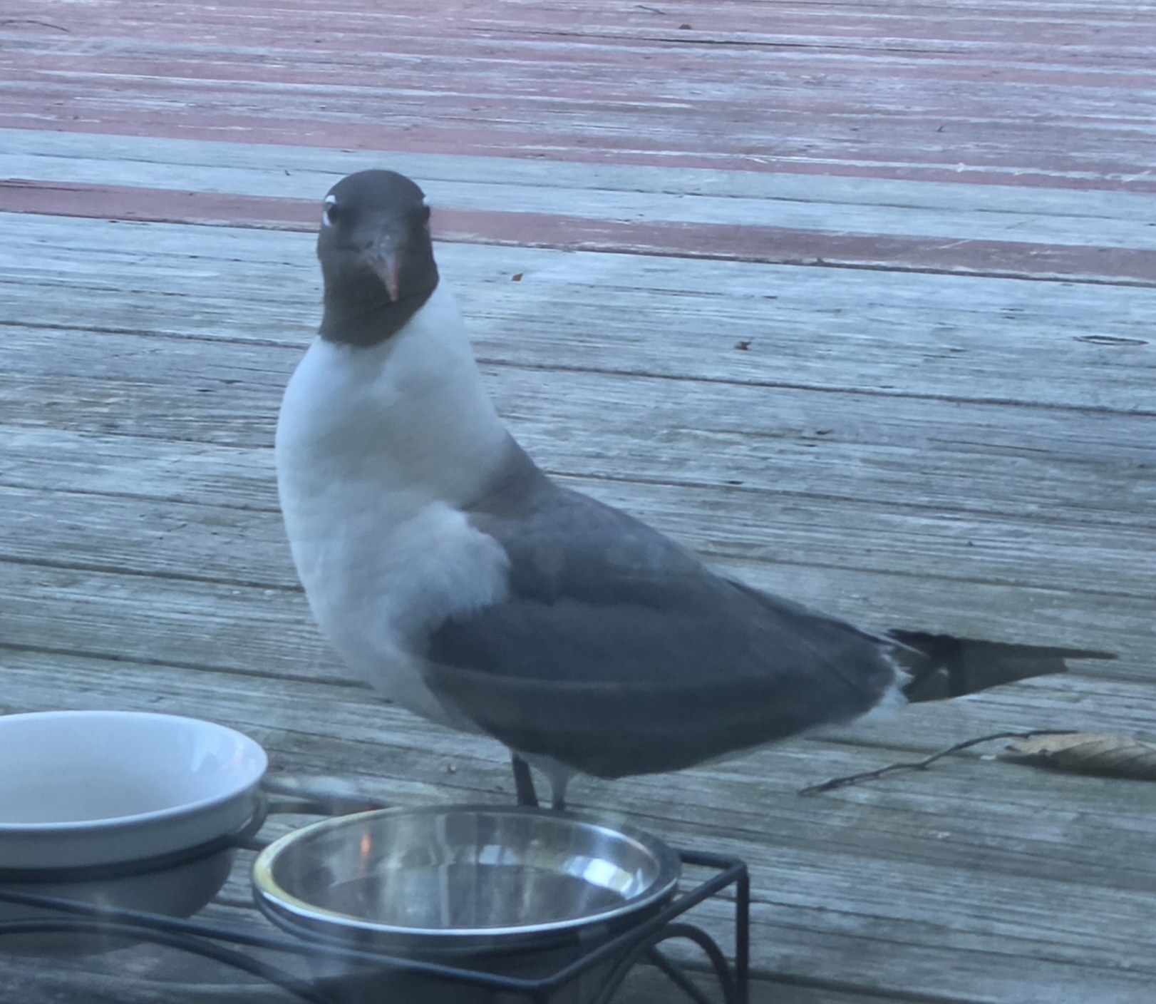 最近認識された鳥の写真
