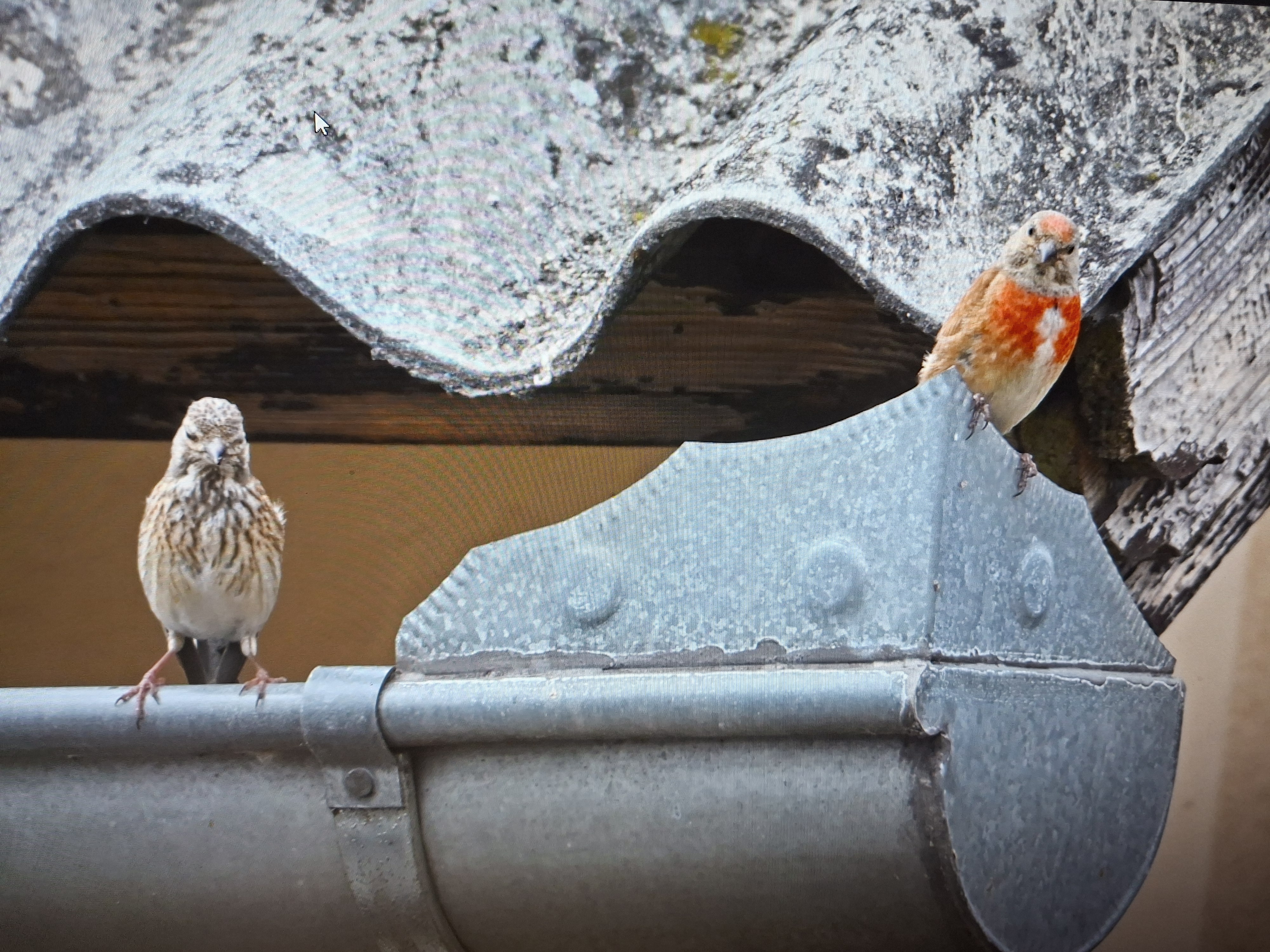 最近認識された鳥の写真