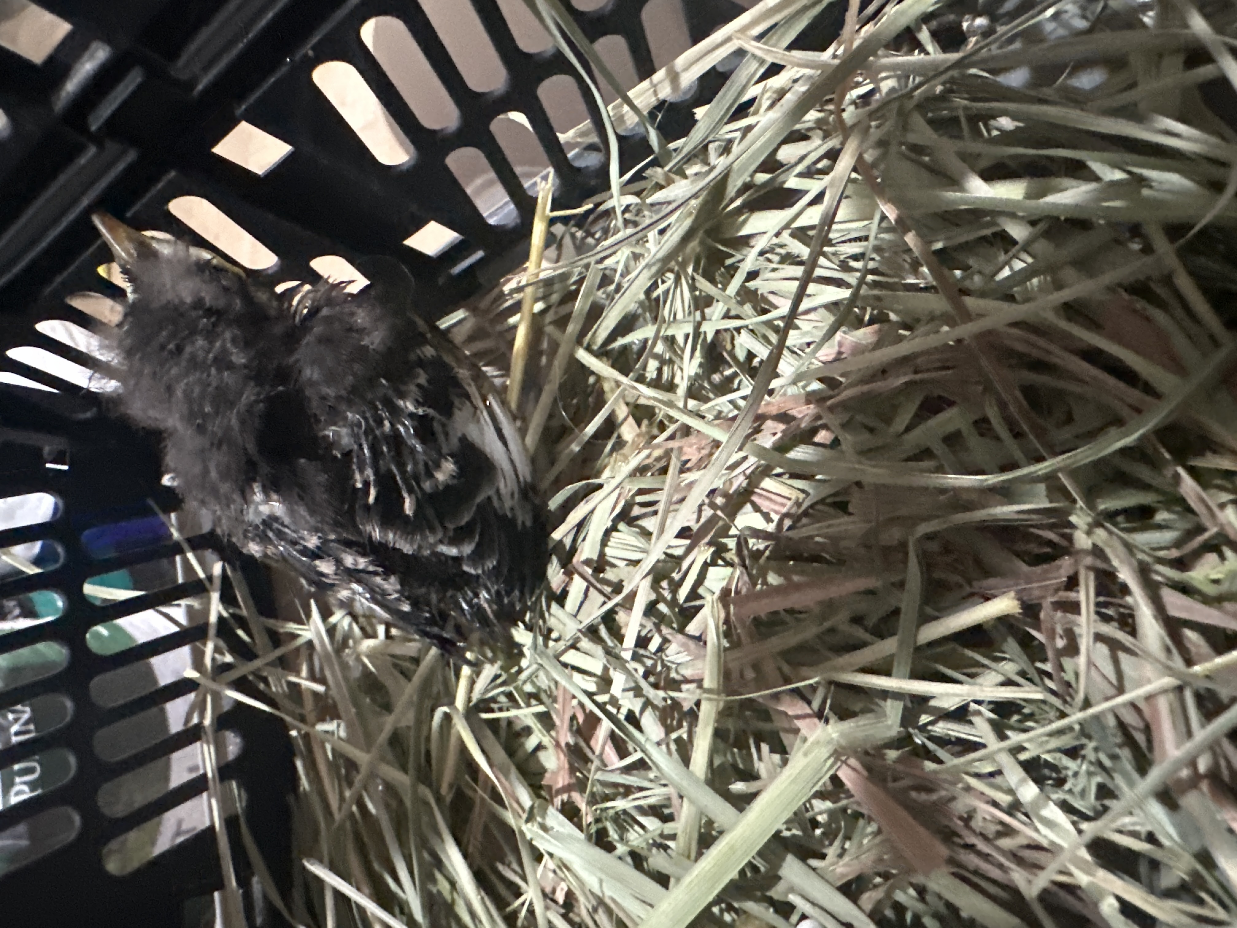 Recent bird photo