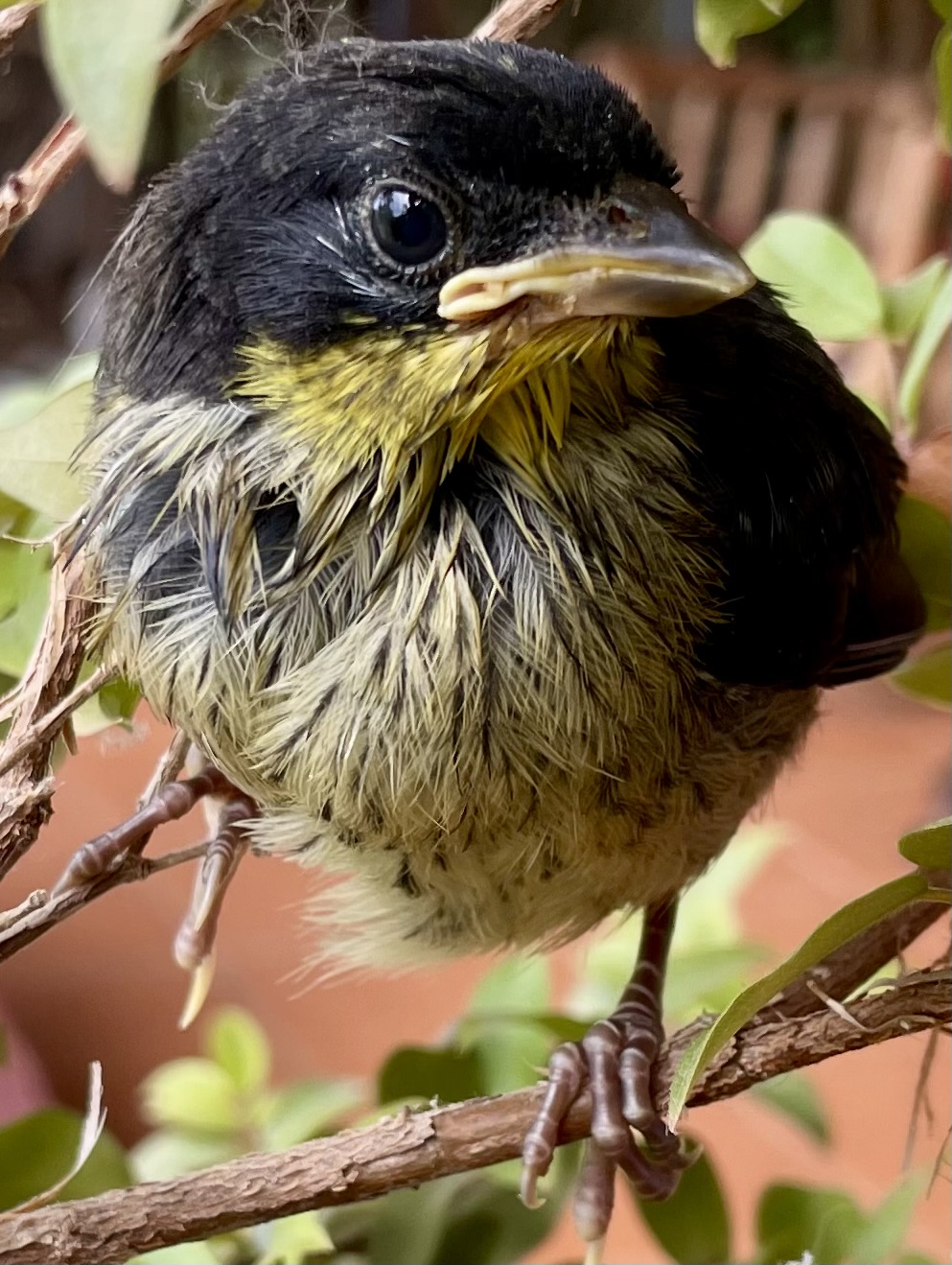 Yellow-throated Vireo