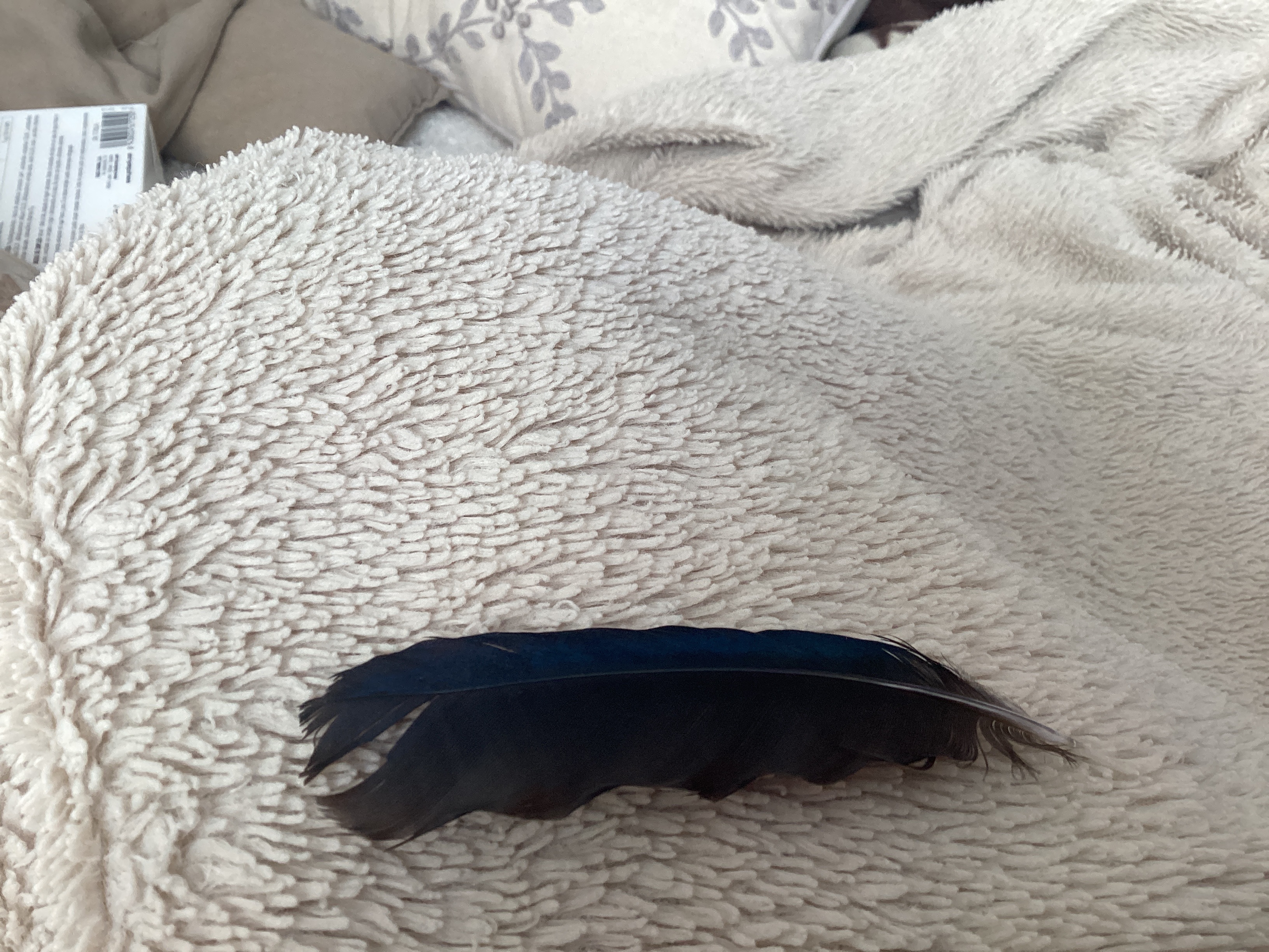 No se observa un ave; se identifica una pluma aislada de un paseriforme no determinado