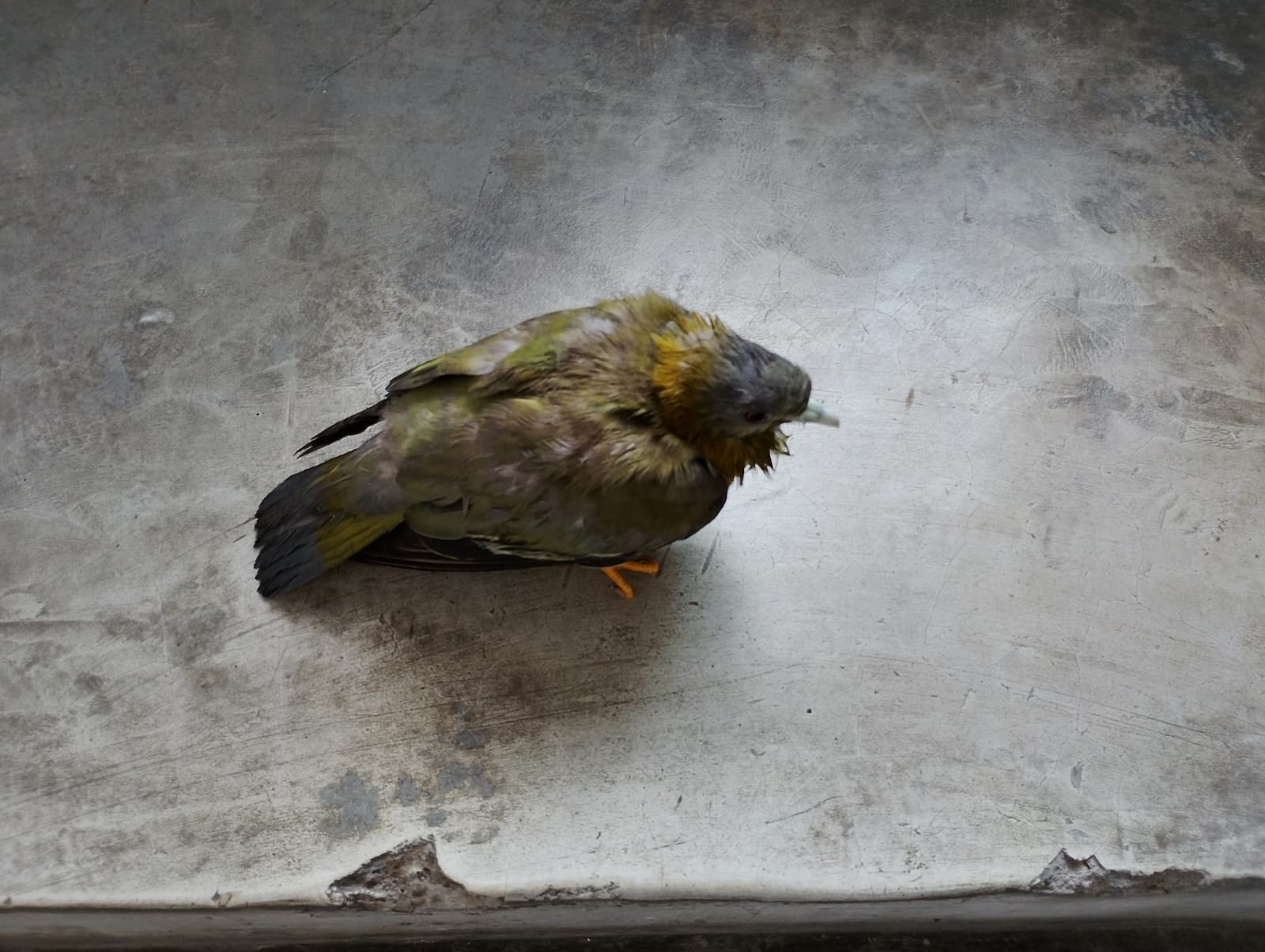 最近認識された鳥の写真