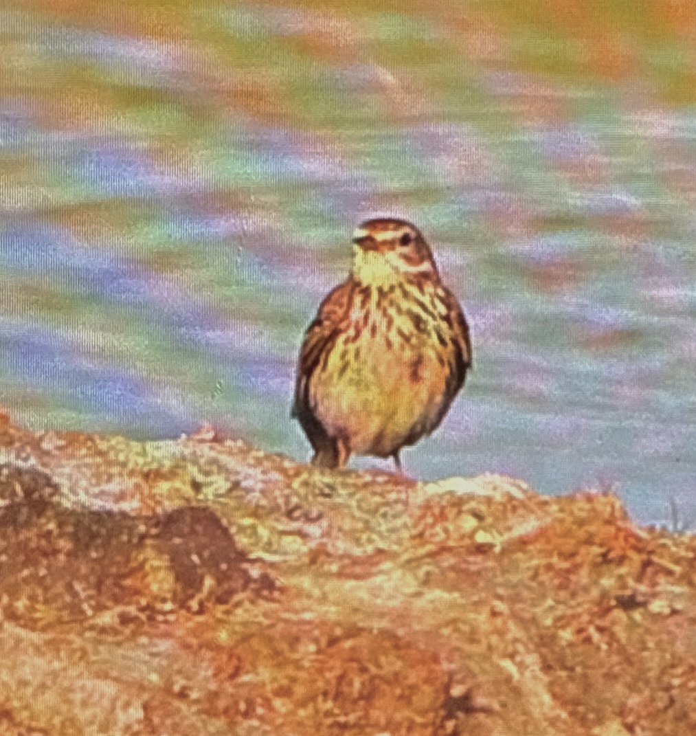 Recent bird photo