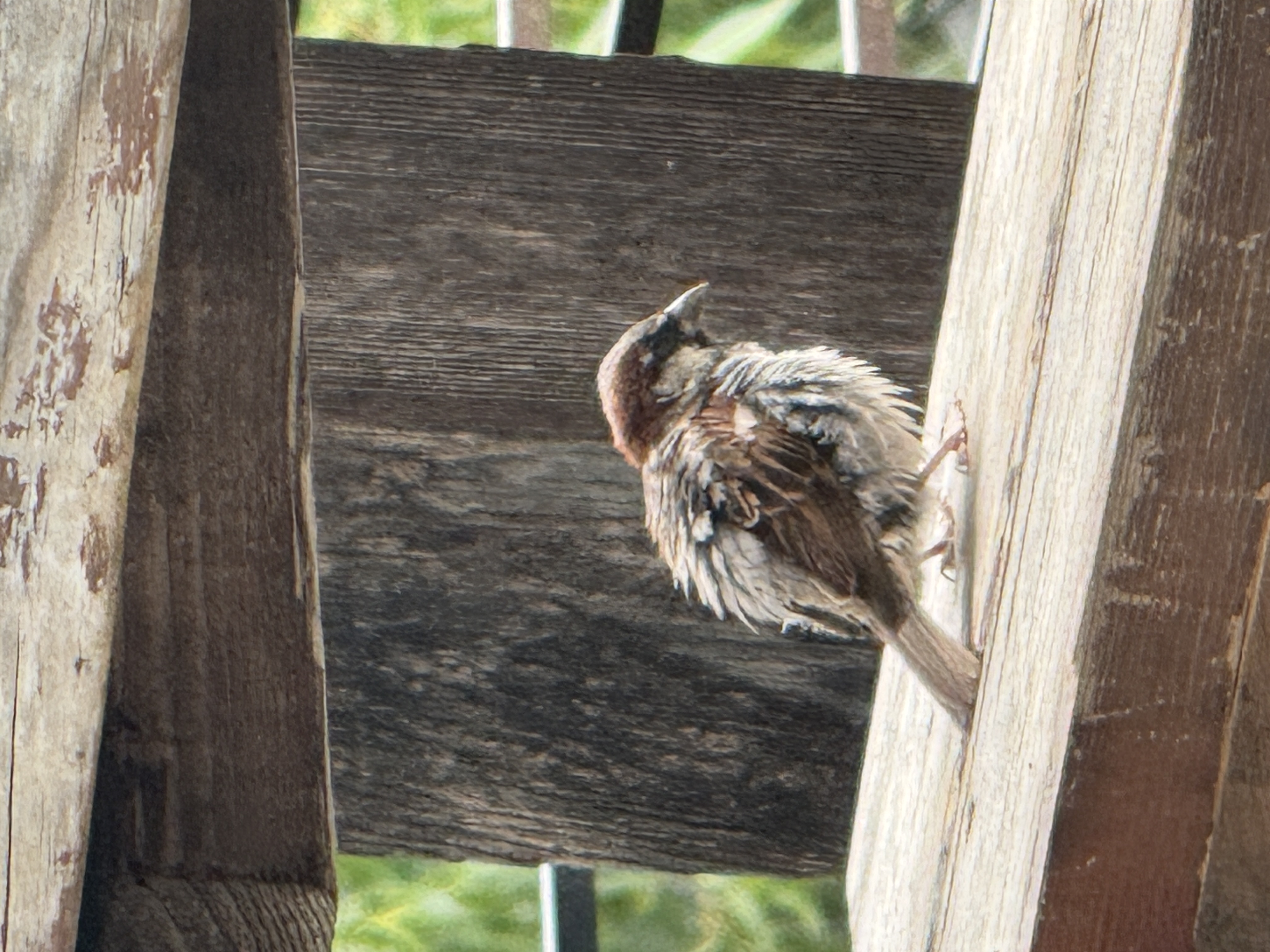 最近認識された鳥の写真