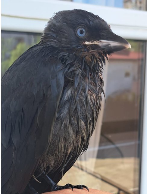Recent bird photo