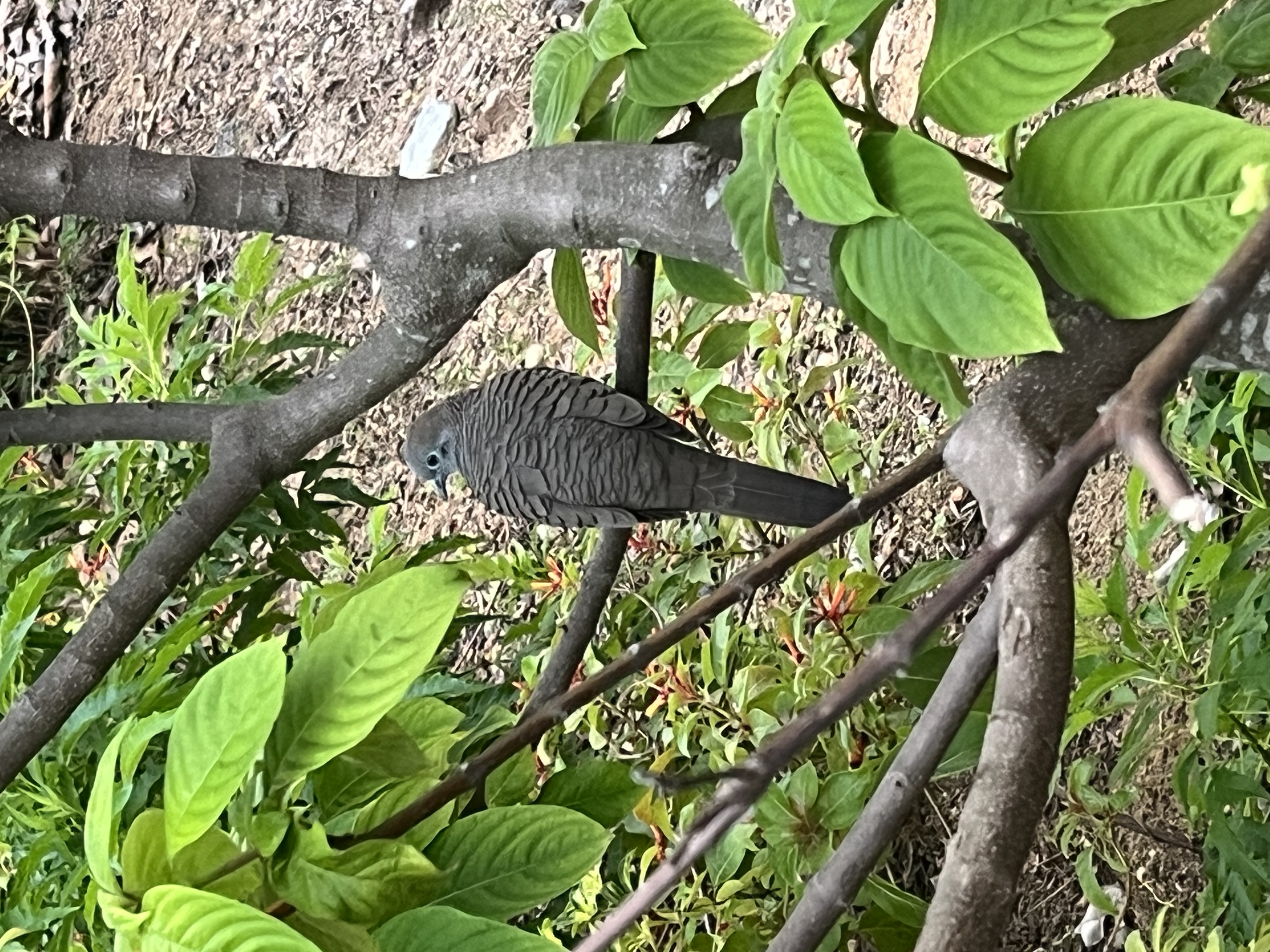最近辨識的鳥類圖片