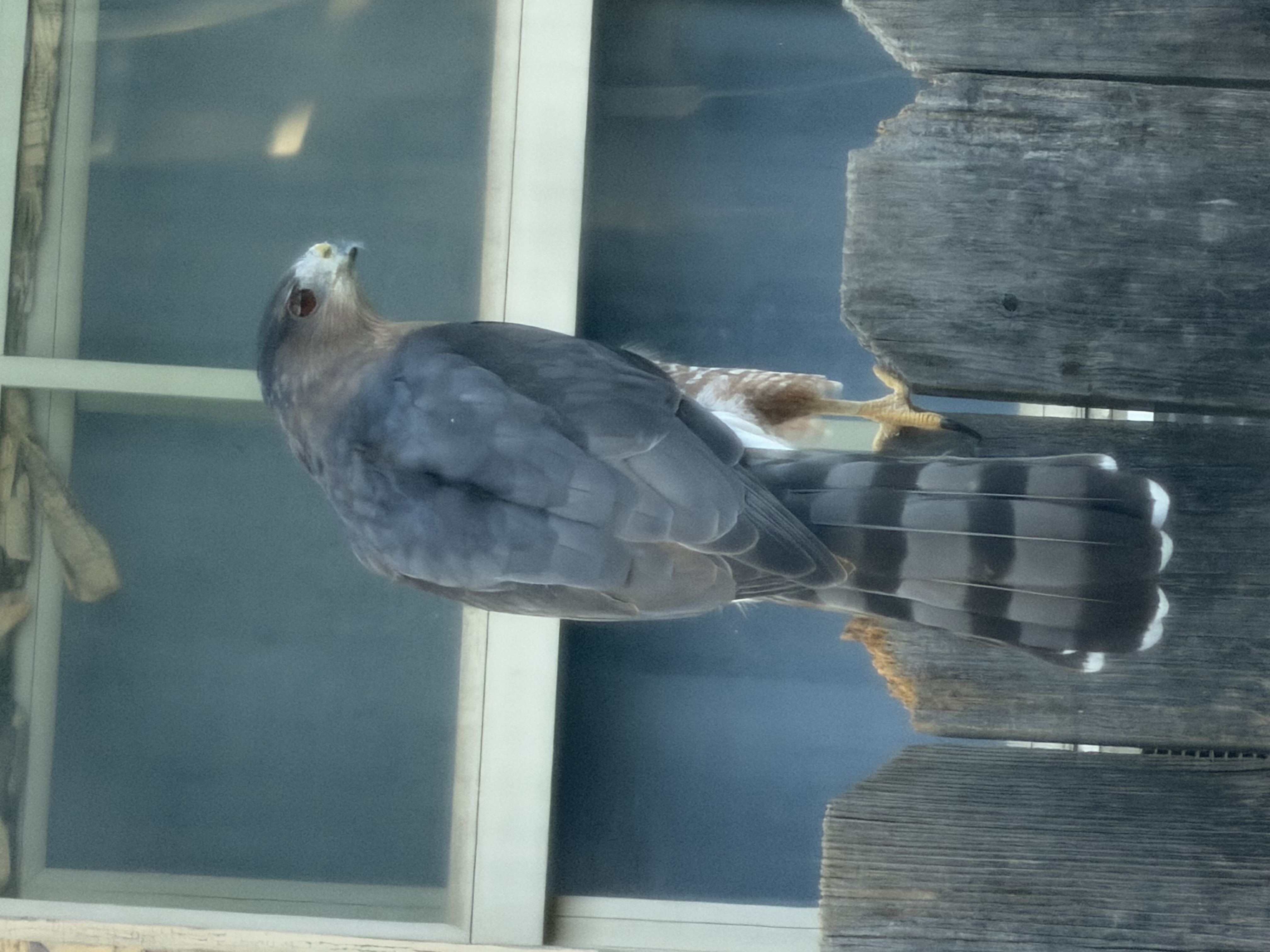 Cooper's Hawk
