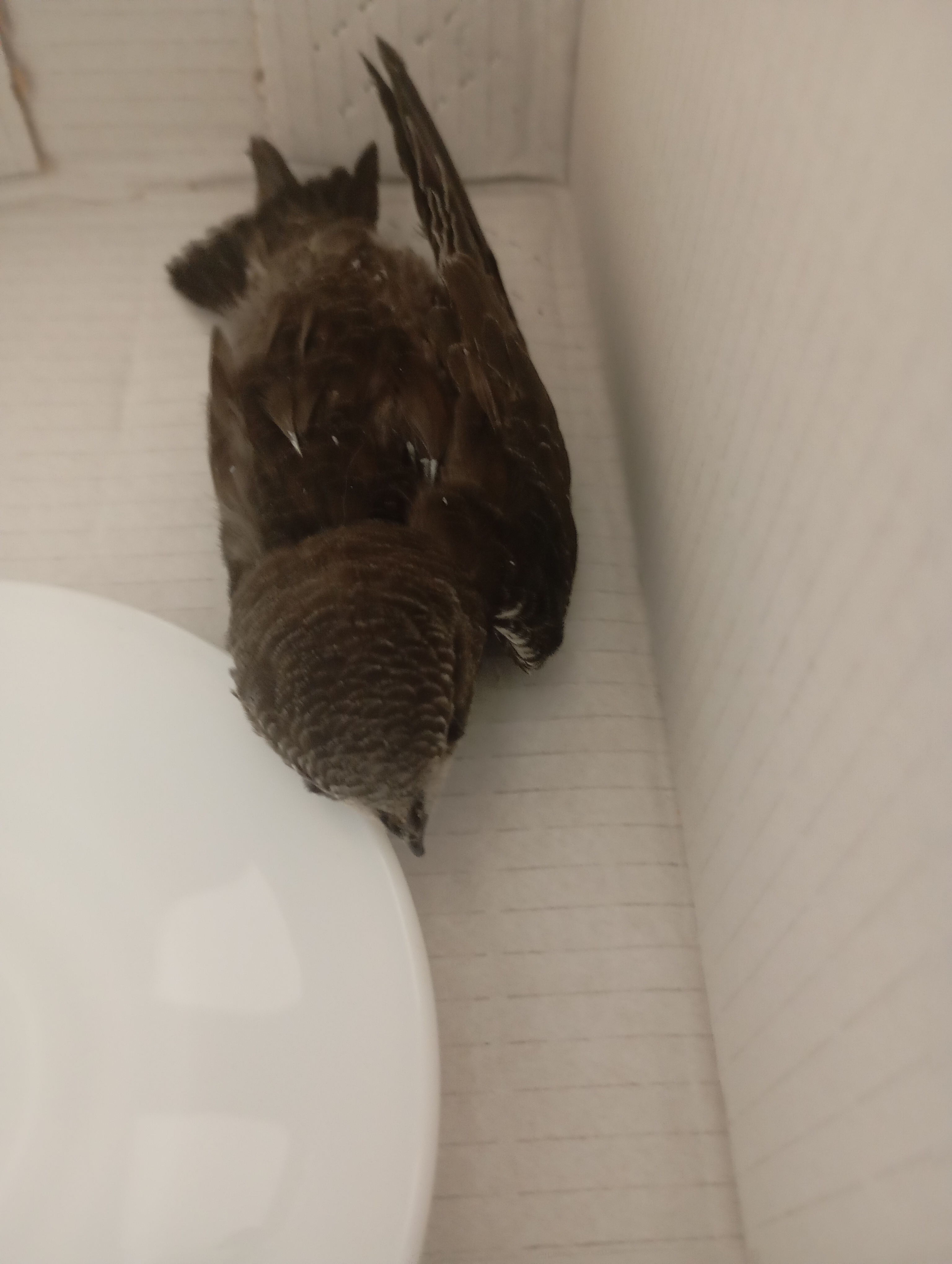 最近認識された鳥の写真