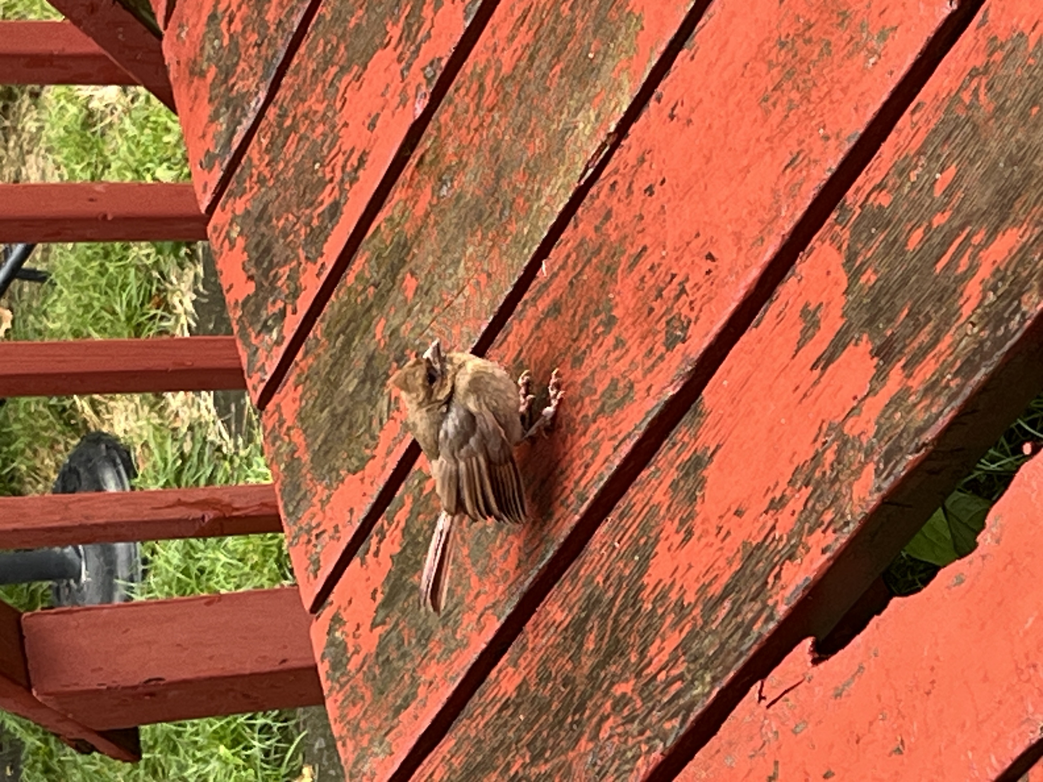 Recent bird photo