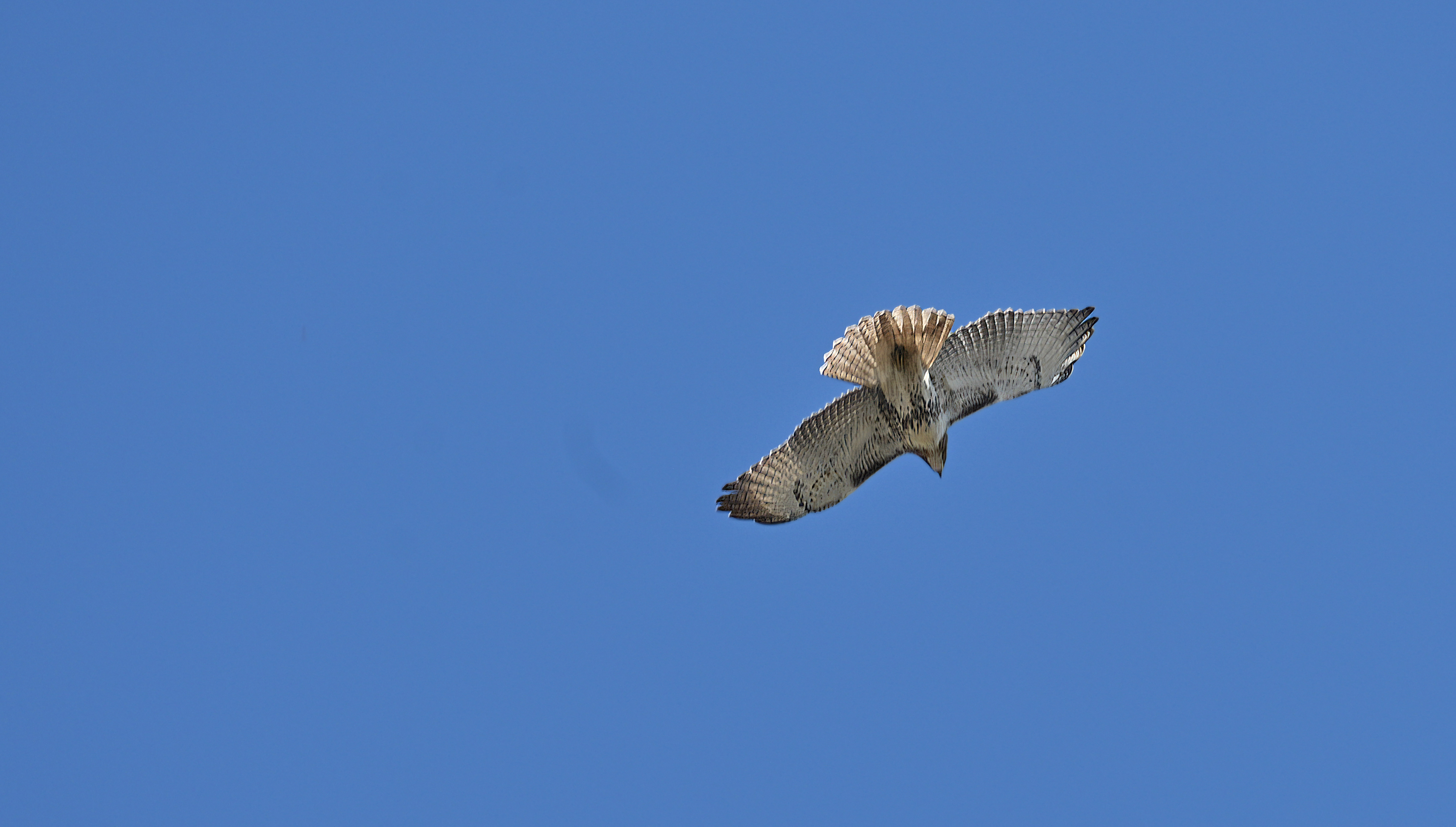 Red-tailed Hawk