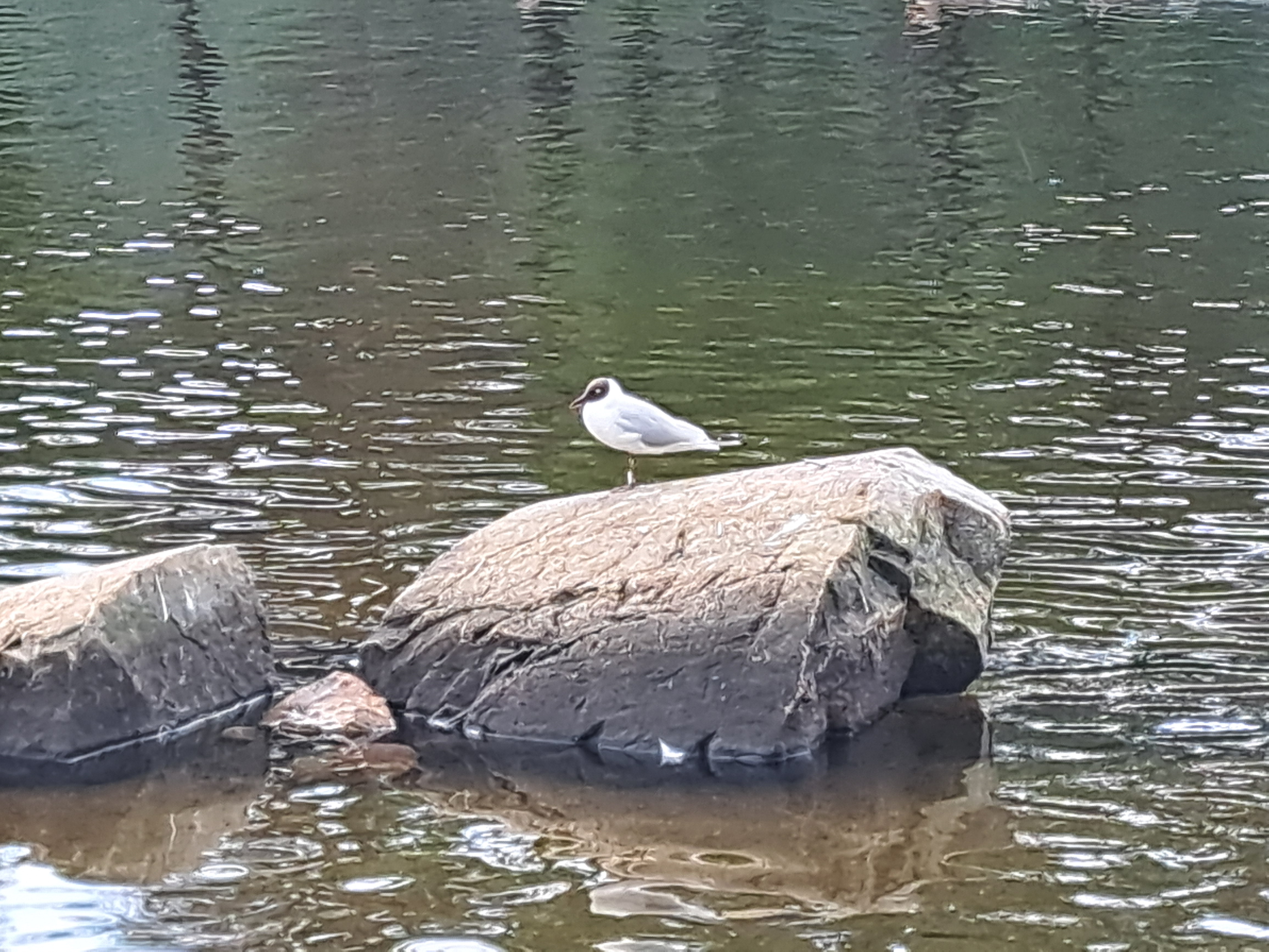 最近识别的鸟类图片
