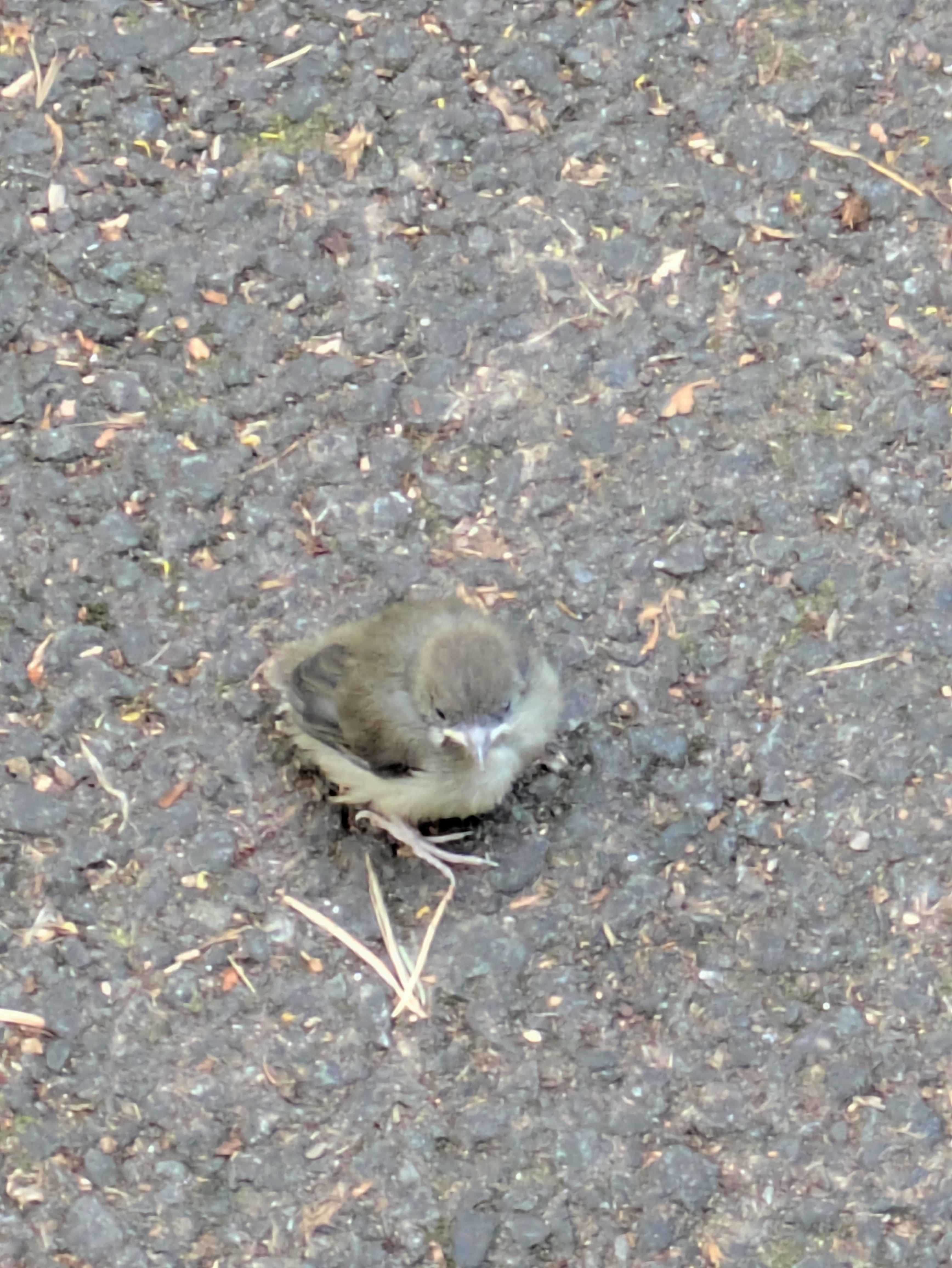 最近認識された鳥の写真
