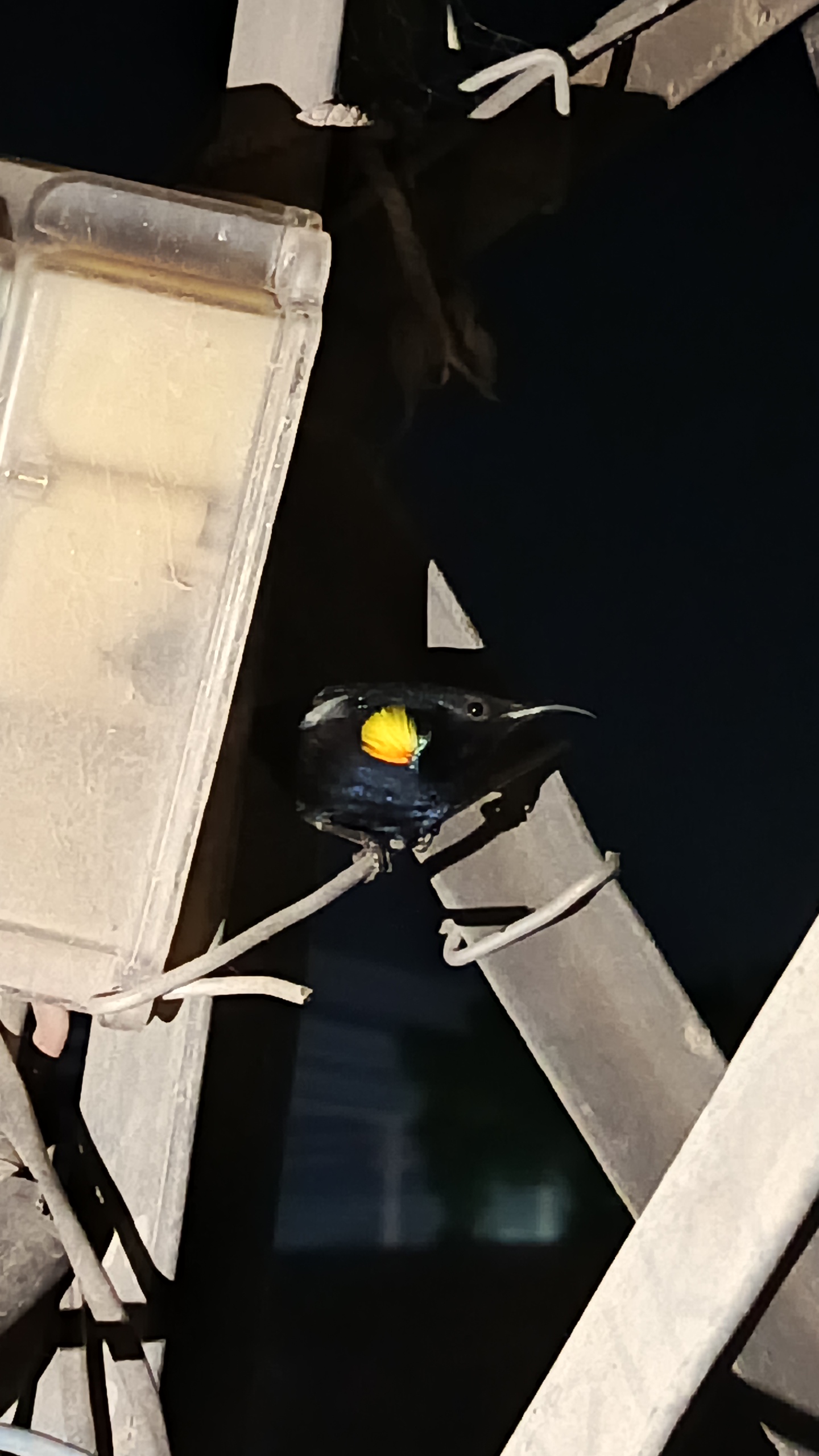 最近認識された鳥の写真