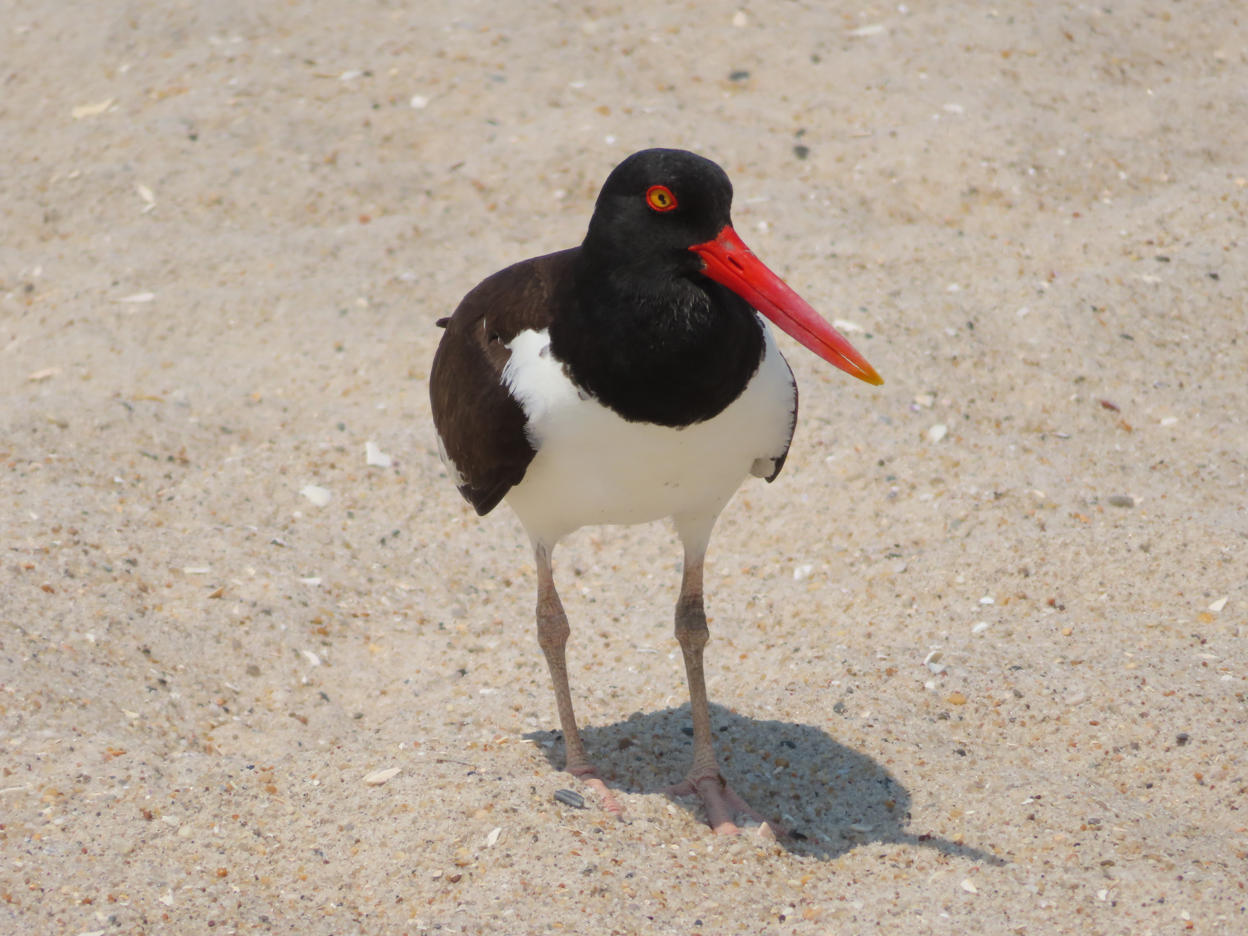Recent bird photo