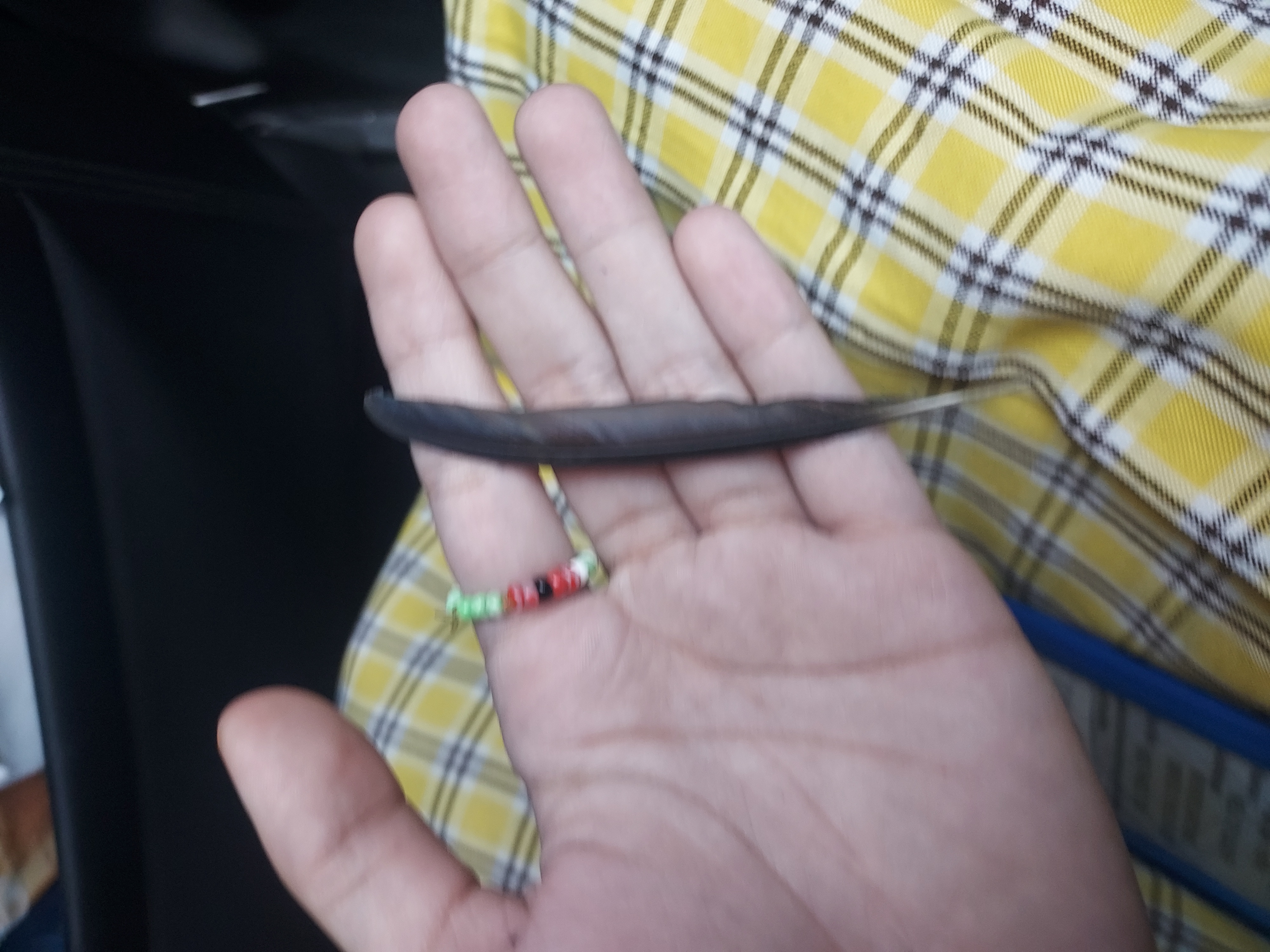最近识别的鸟类图片