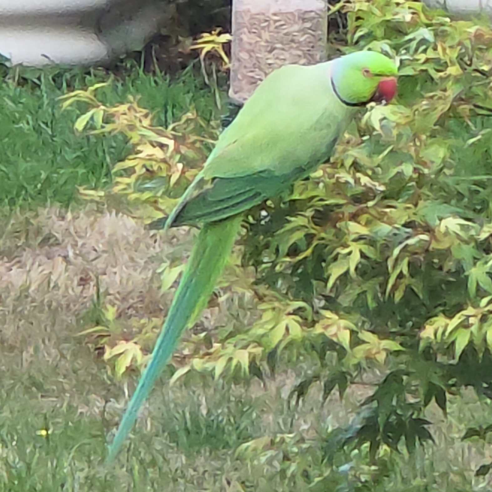 Recent bird photo