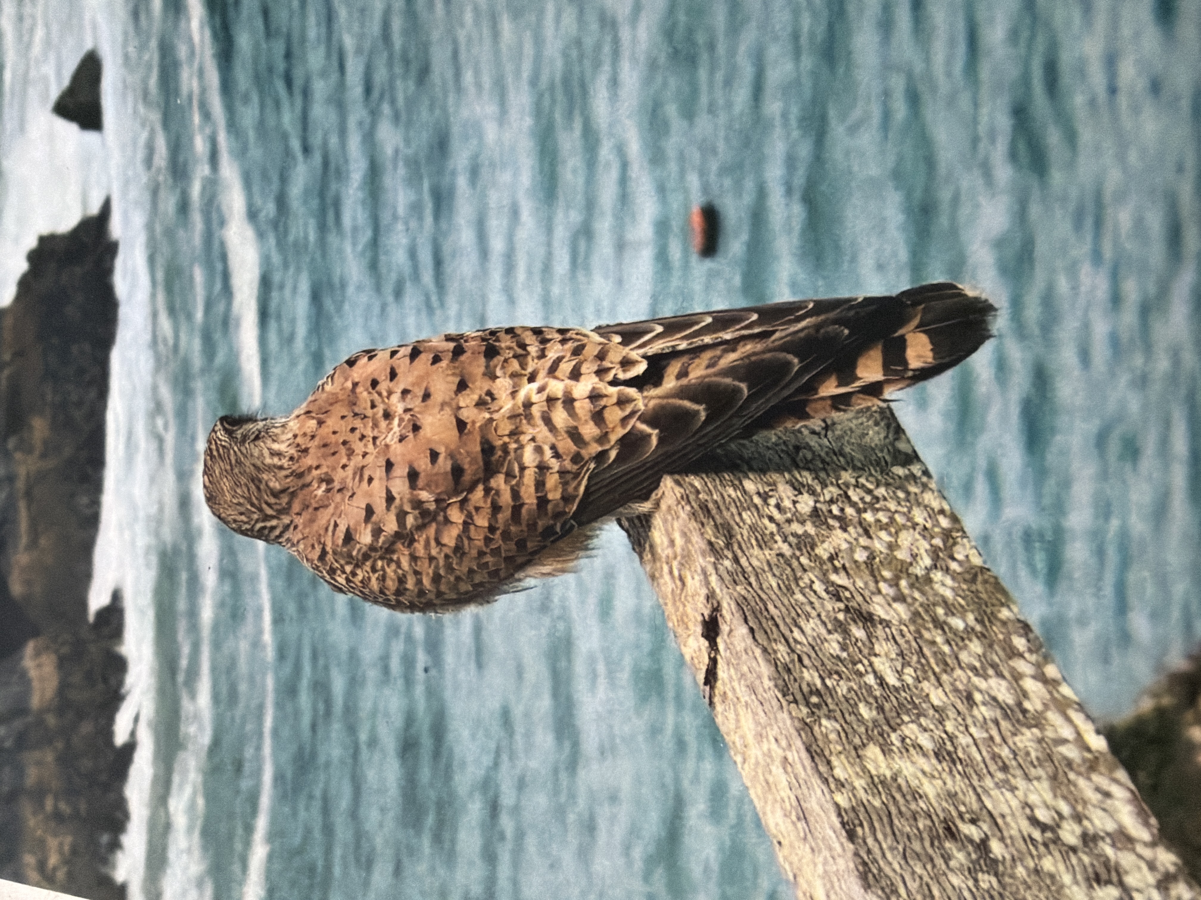 Northern Harrier