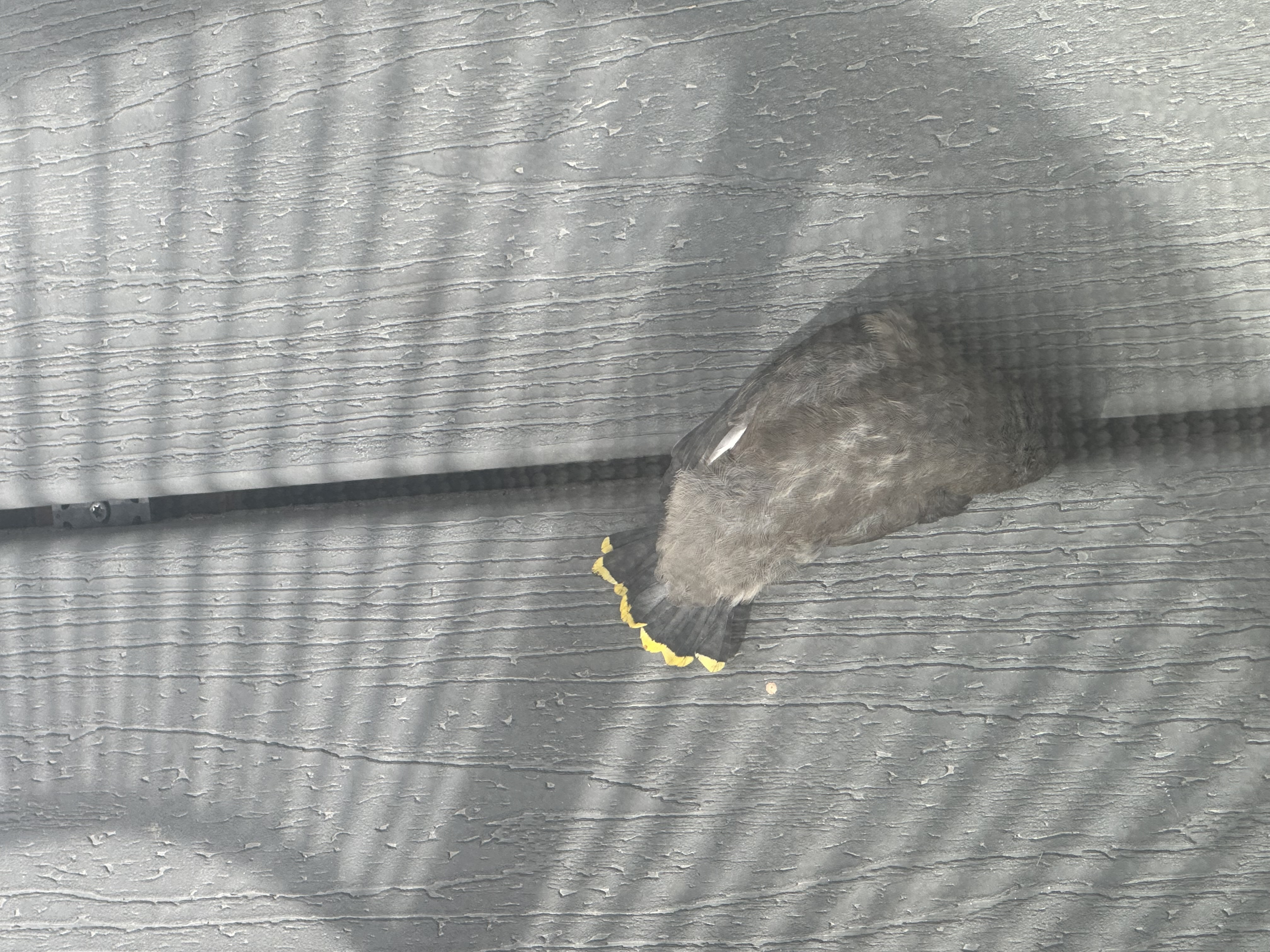 最近辨識的鳥類圖片