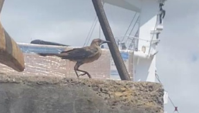 最近認識された鳥の写真