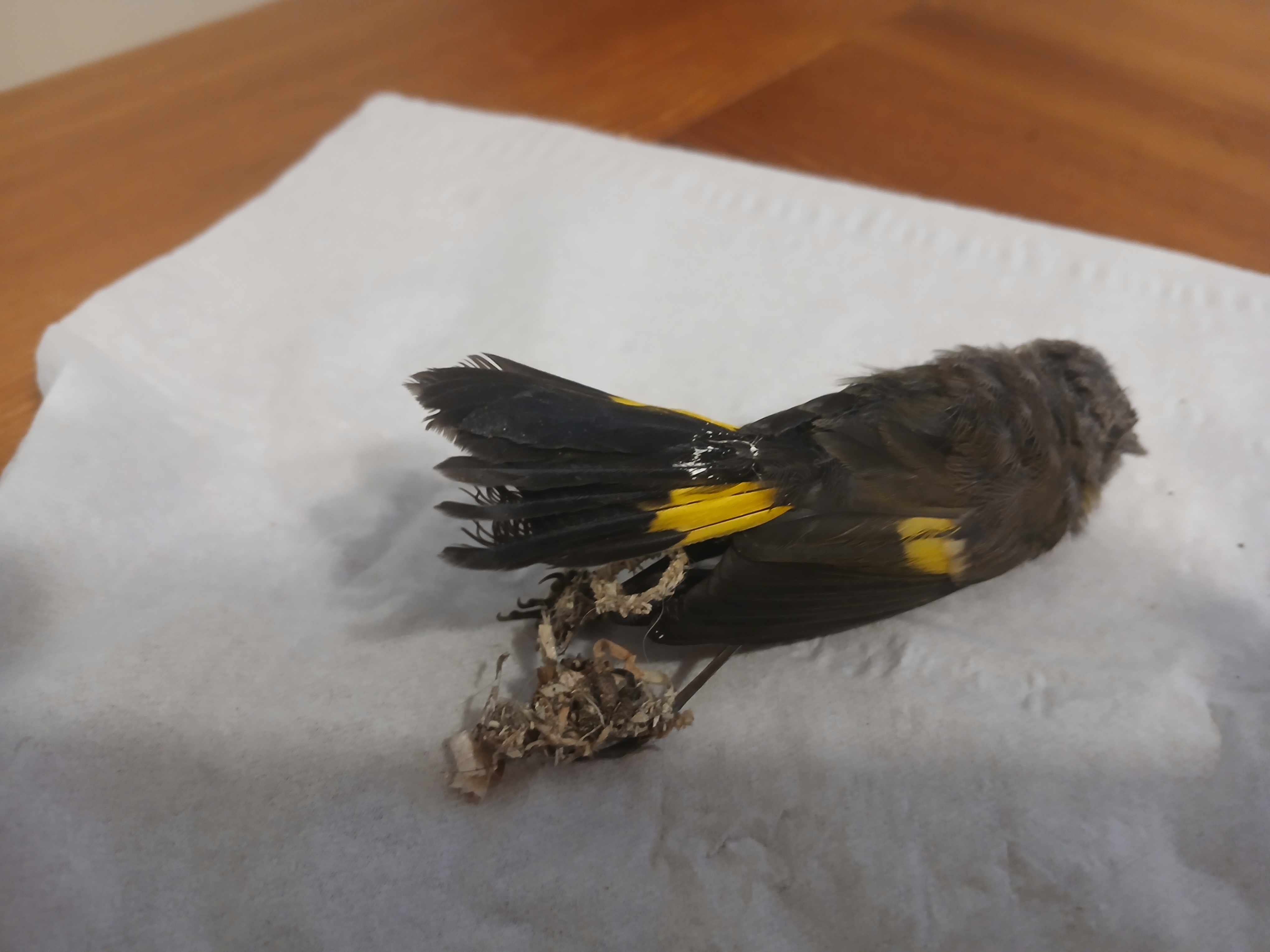 最近認識された鳥の写真