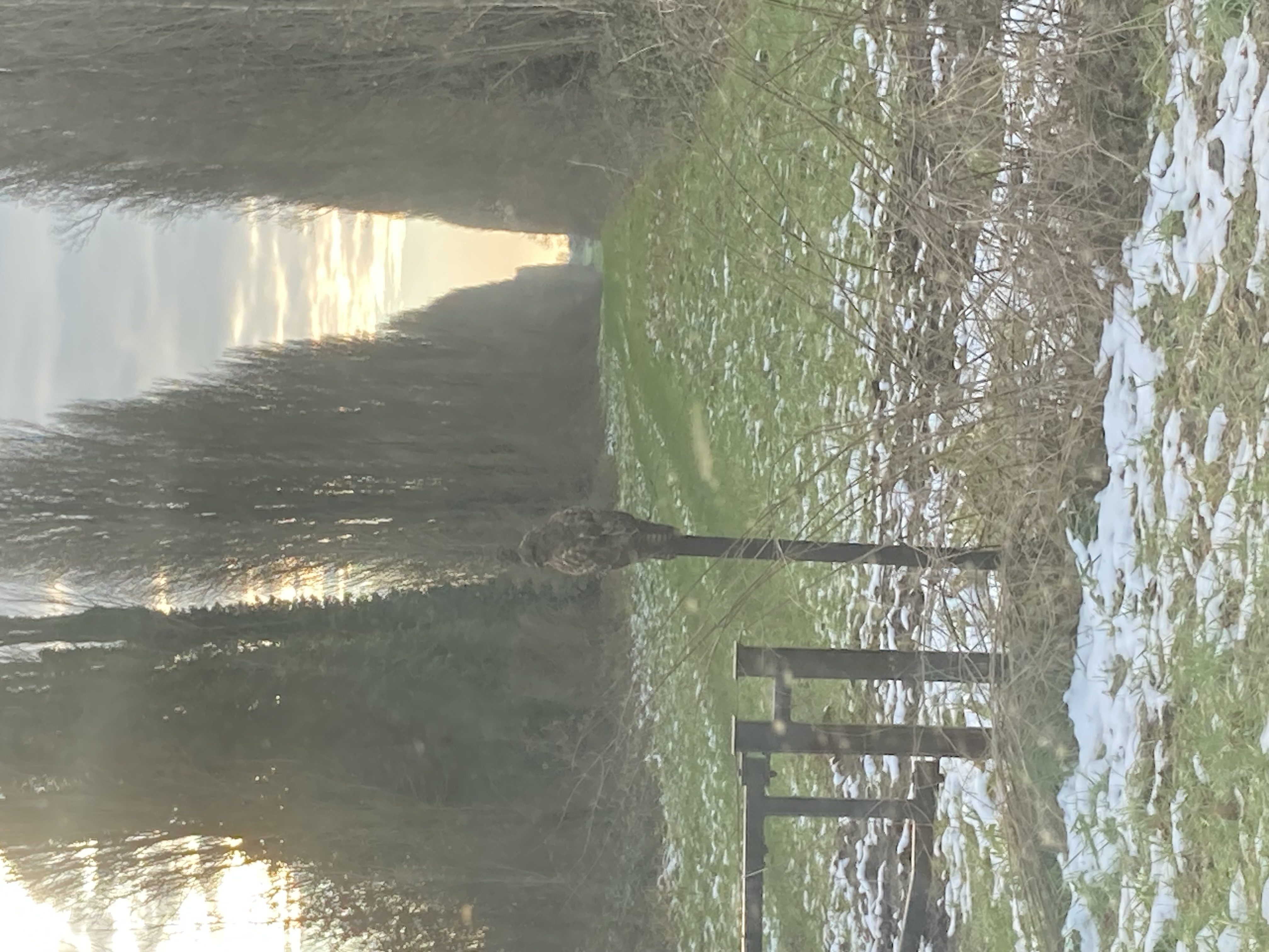 最近認識された鳥の写真