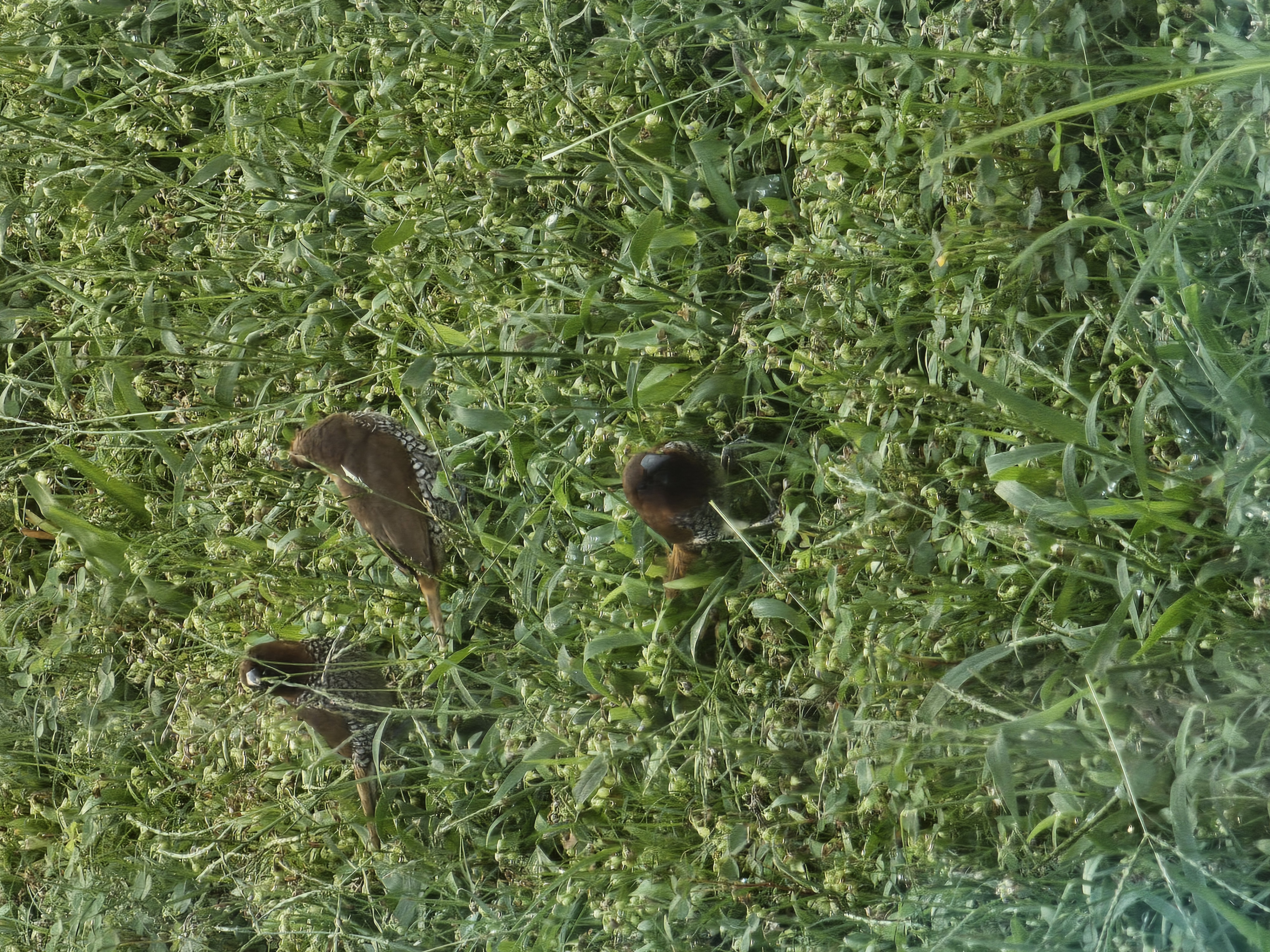 最近認識された鳥の写真