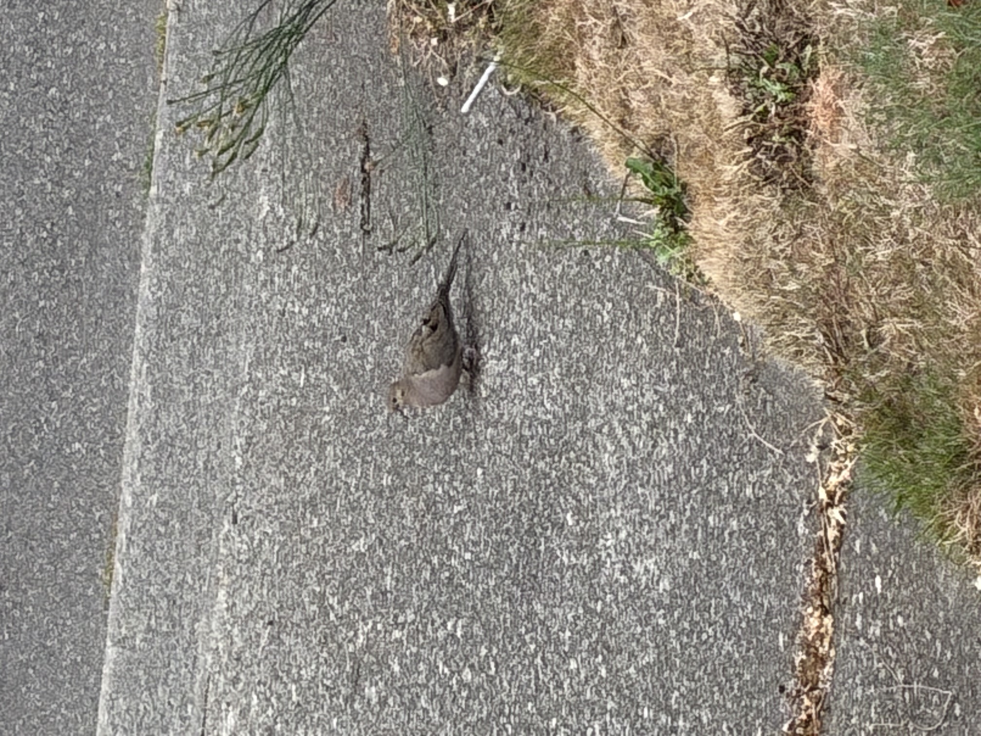 Mourning Dove
