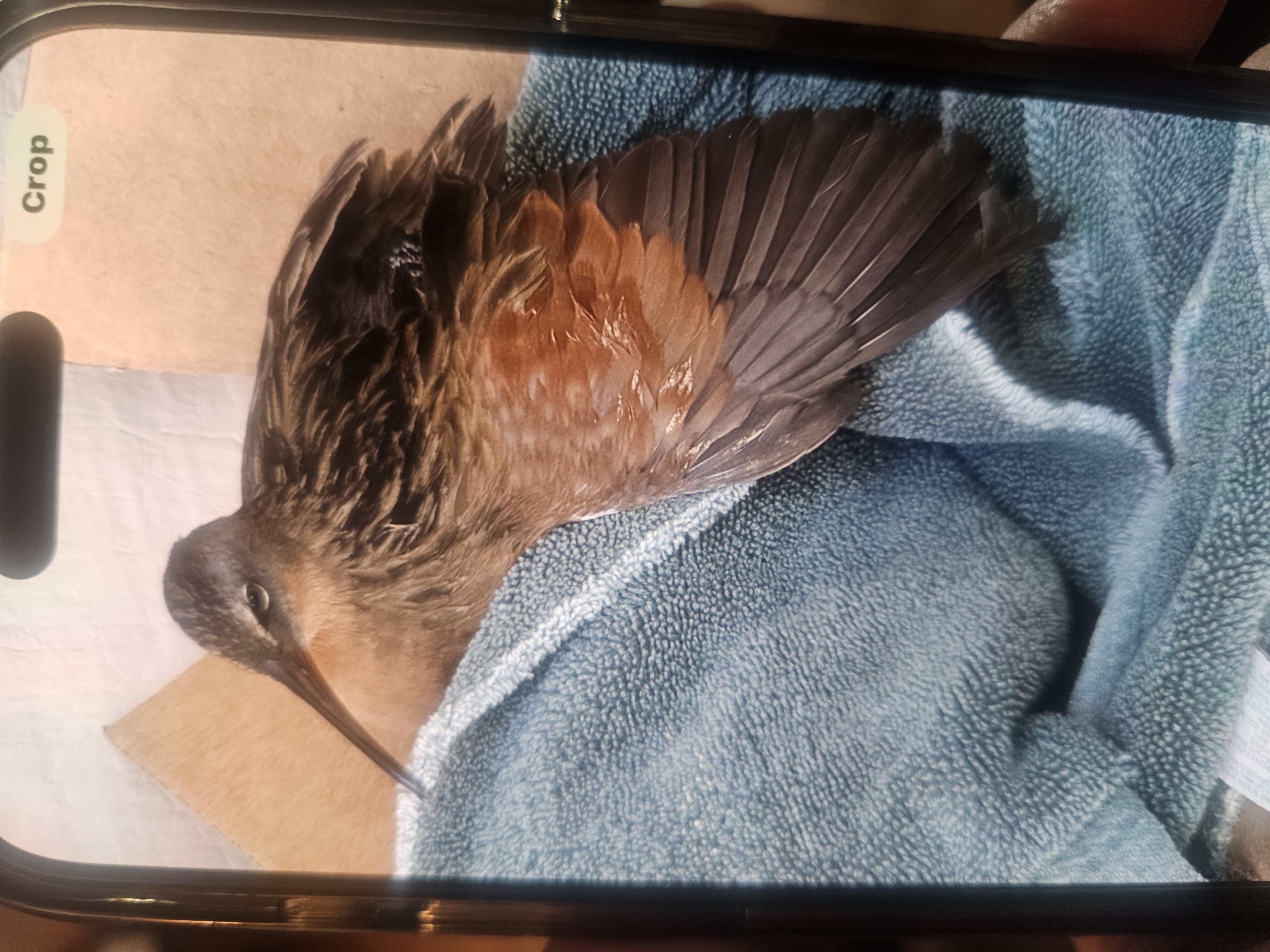 最近辨識的鳥類圖片